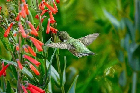 Docent-led Garden Tour