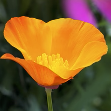 We welcome the Montecito Family YMCA to the garden! (Private Event)