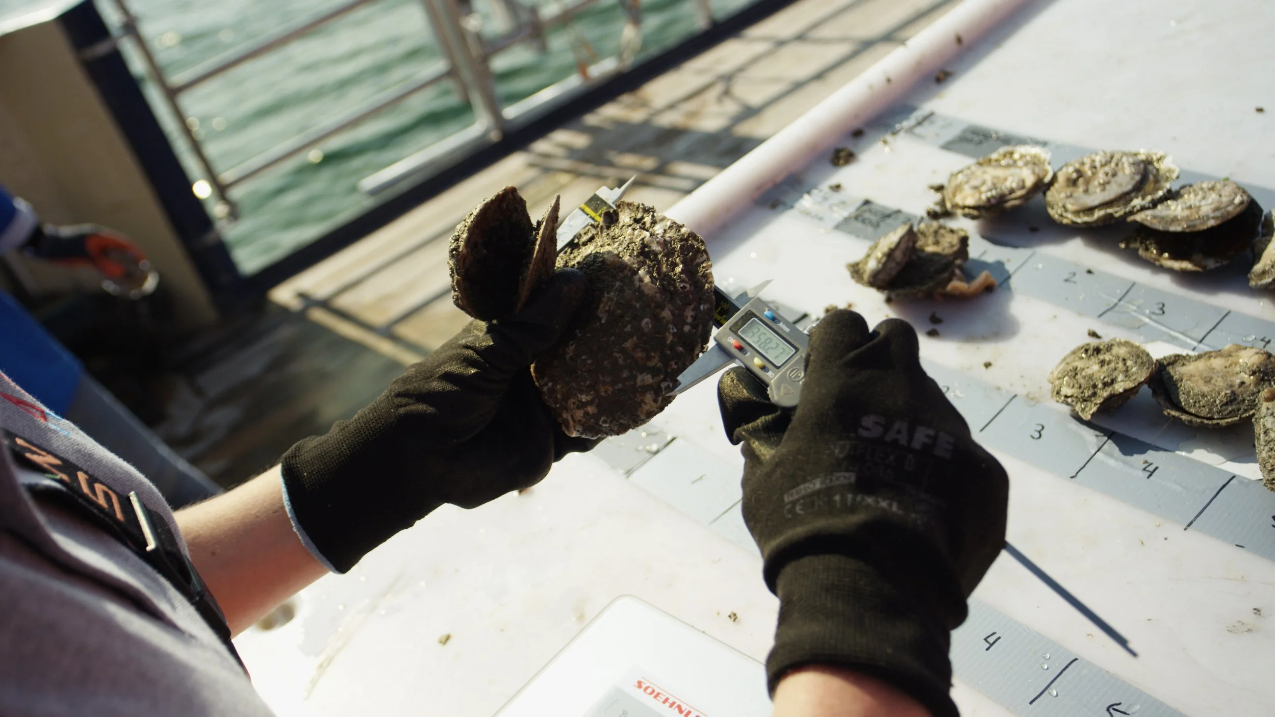 WWF OESTERBANK TIMELINE.00_33_54_11.Still012.jpeg