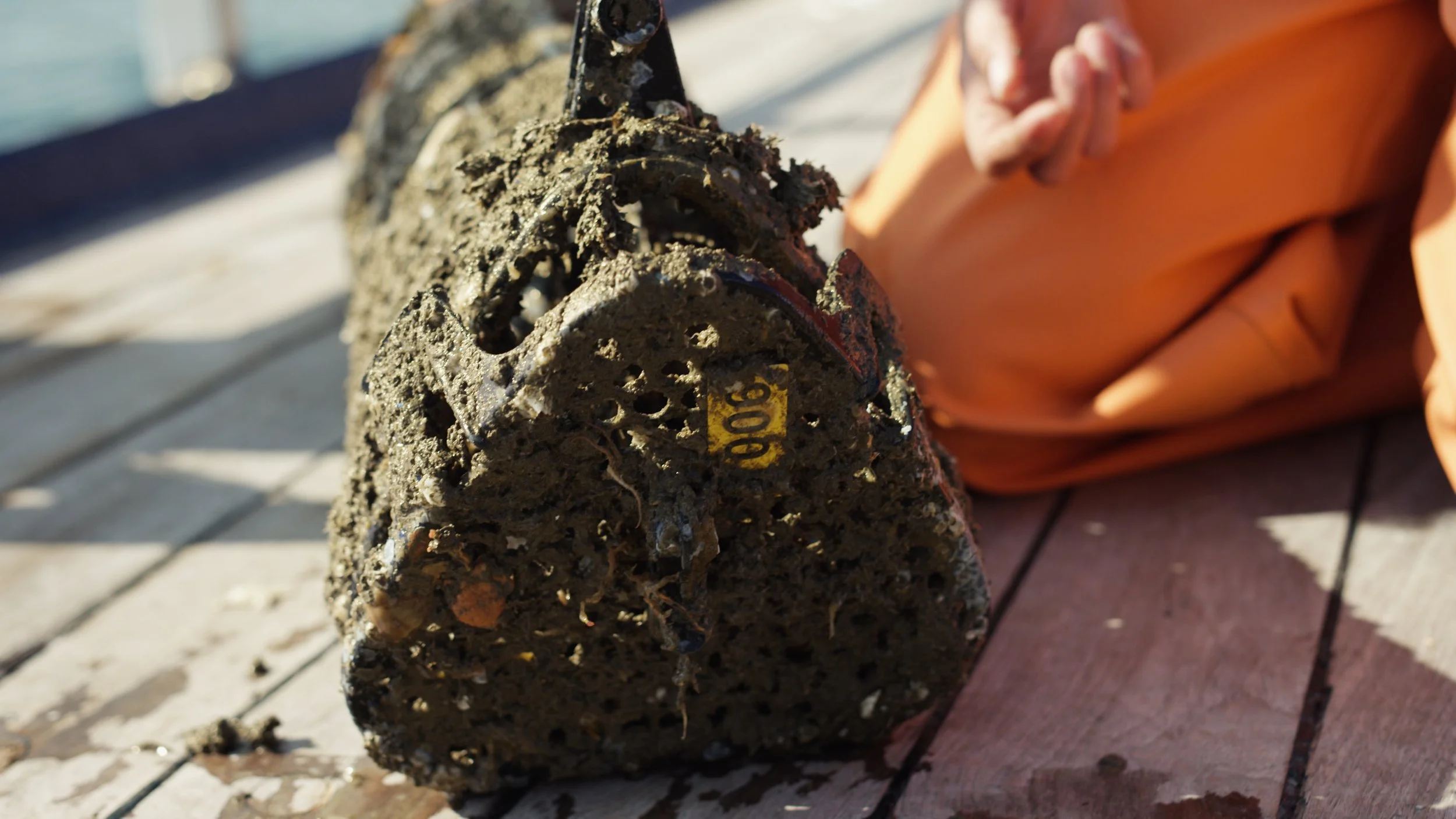 WWF OESTERBANK TIMELINE.00_22_34_21.Still007.jpeg