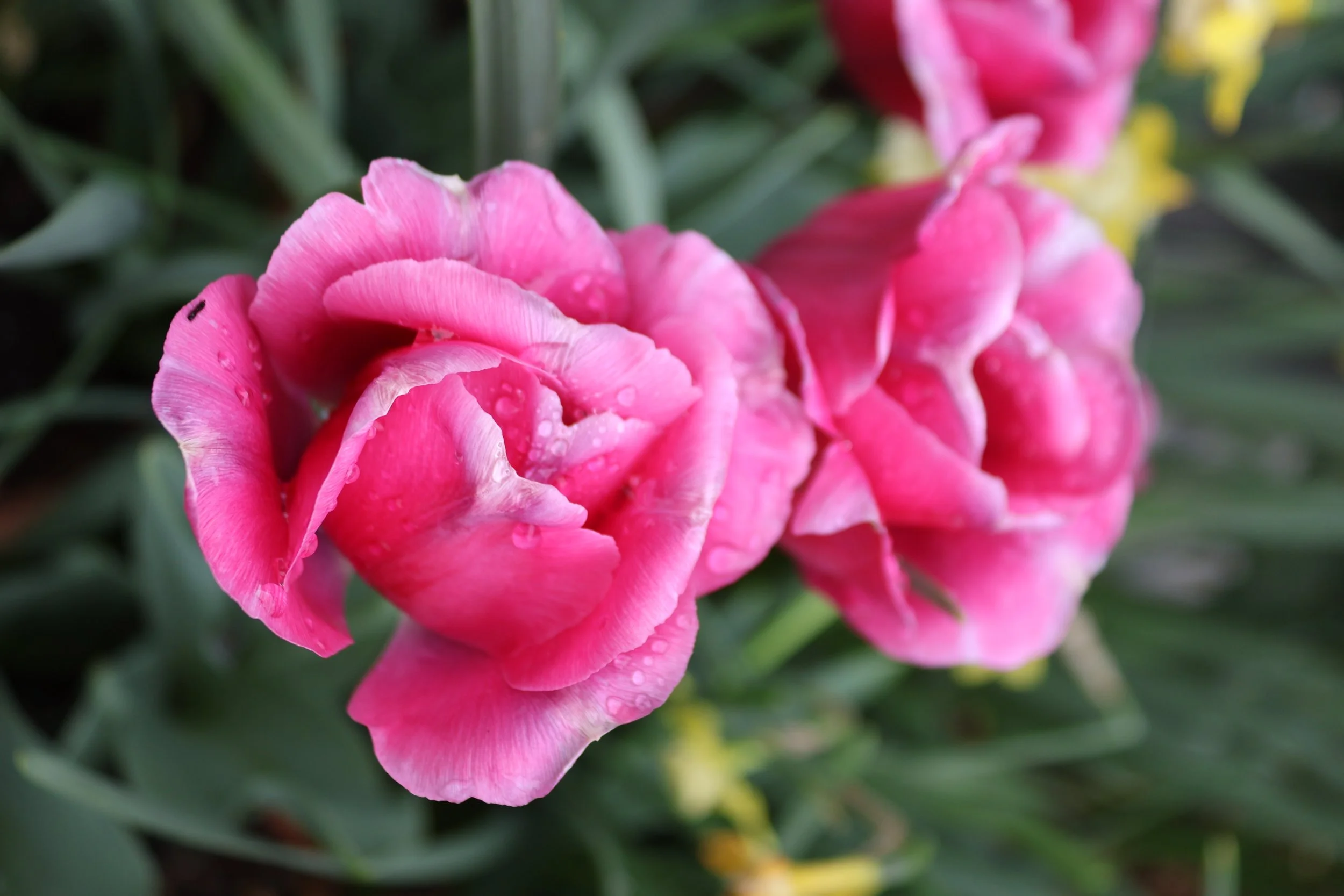 IMG_5003.jpeg