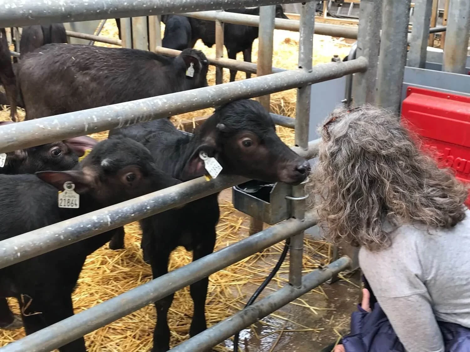 a woman with curly hair kneeling down to look two water buffalo calves in the the eye on a dairy farm