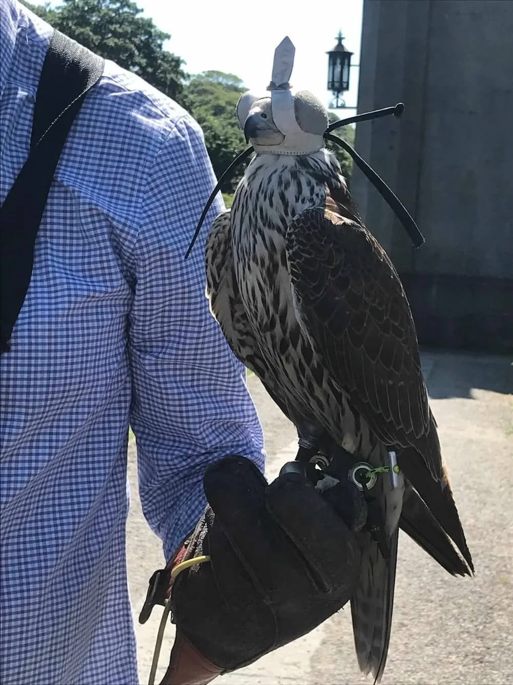 Irish_falcon.jpg