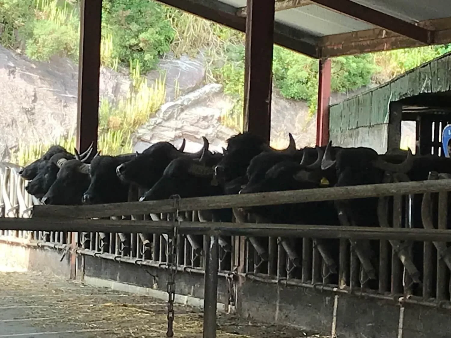 water buffalo in the milking area of dairy farm