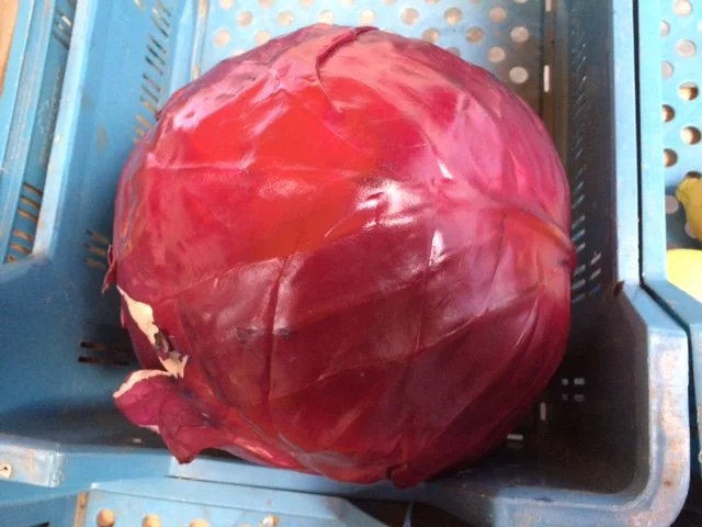 Now That's a Cabbage!!!!