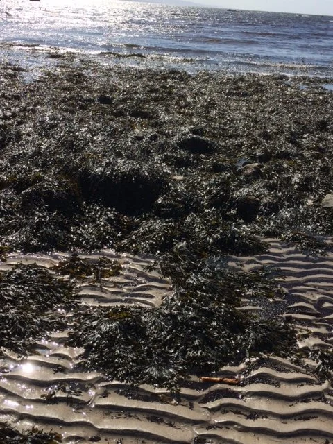 Is Seaweed the new kale?