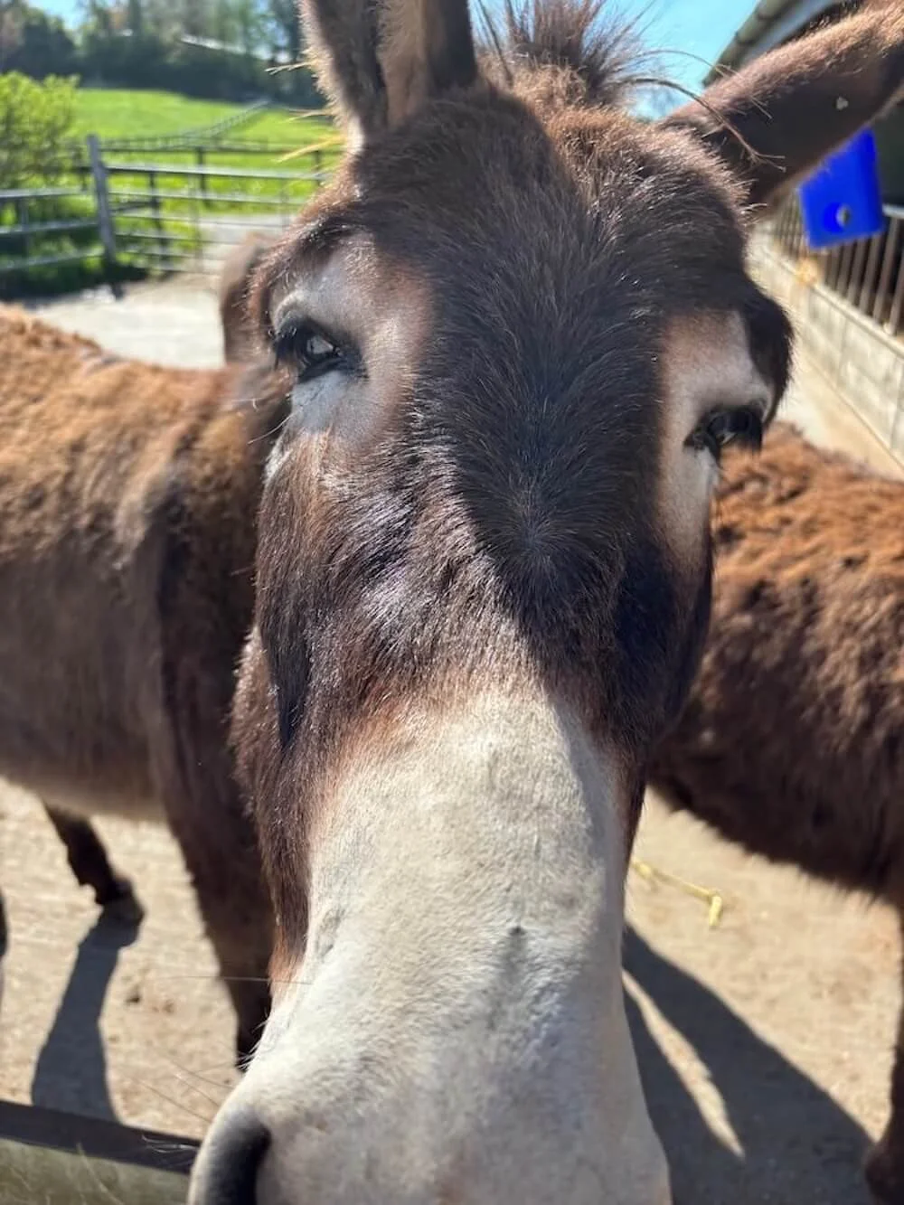 Saving Donkeys &amp; Changing Lives in Ireland | Podcast 
