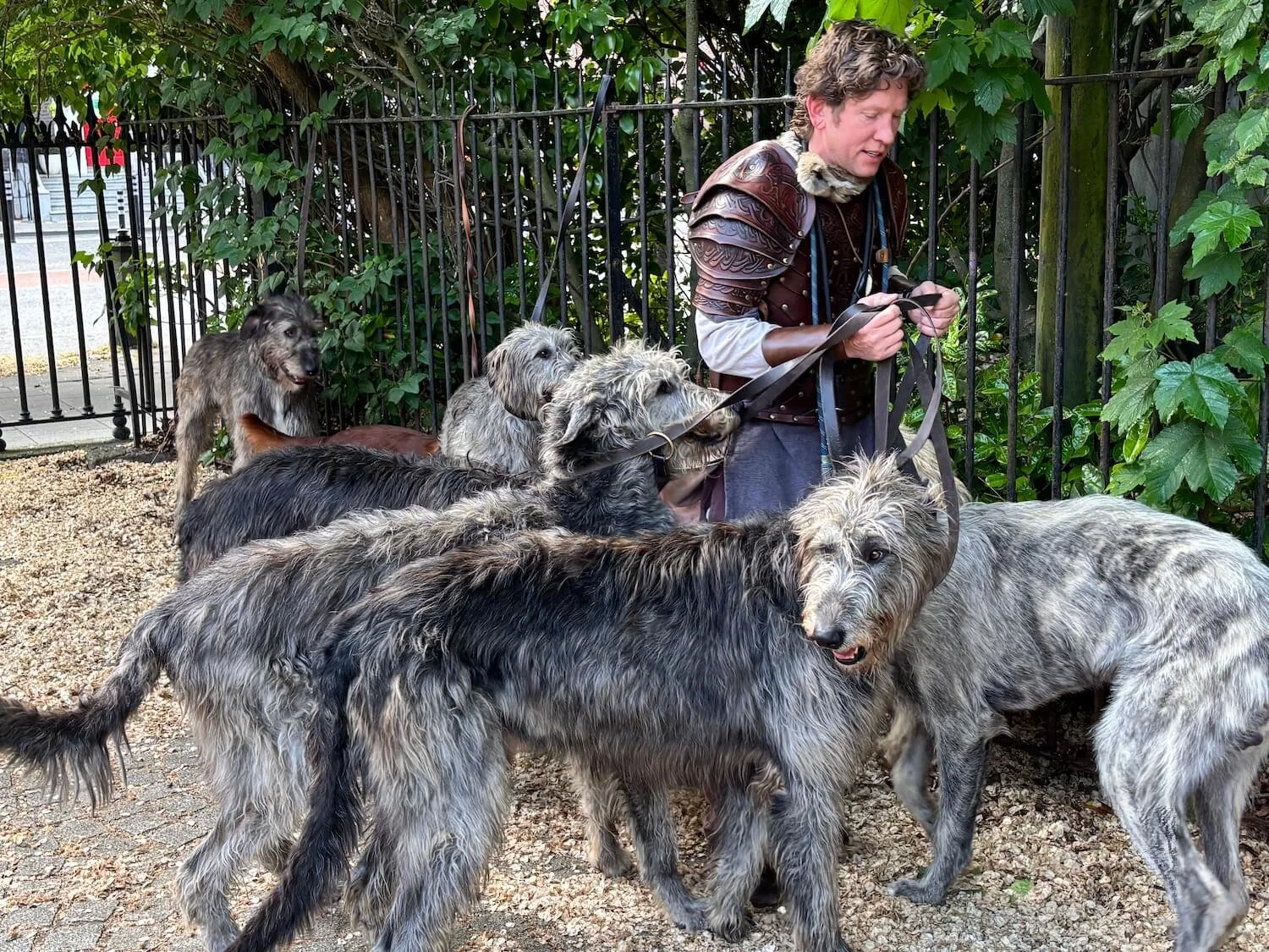 Meet the Irish Wolfhounds in Dublin