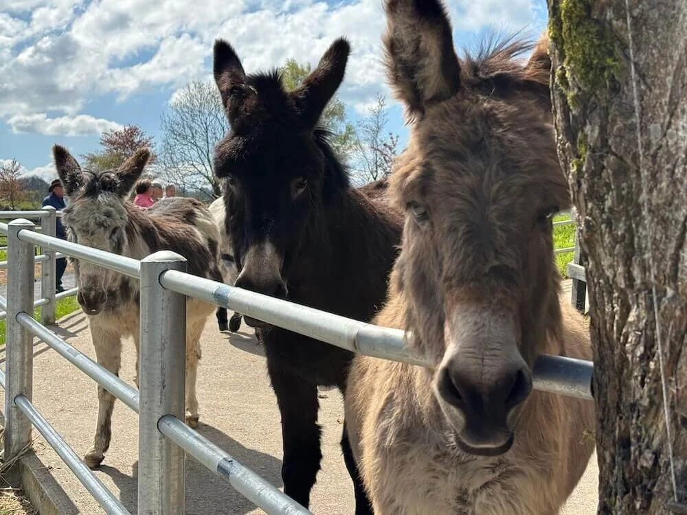 Three fuzzy faced donkeys along the fence line at the donkey sanctuary in Ireland