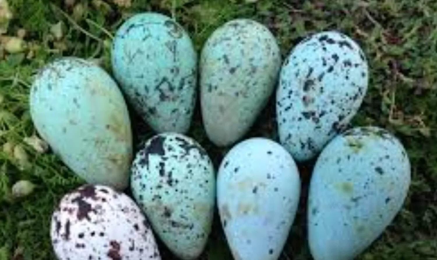 Regenerate alt text copyIconcrossIconBlue Eight speckled, blue-green eggs are arranged on grass and moss.