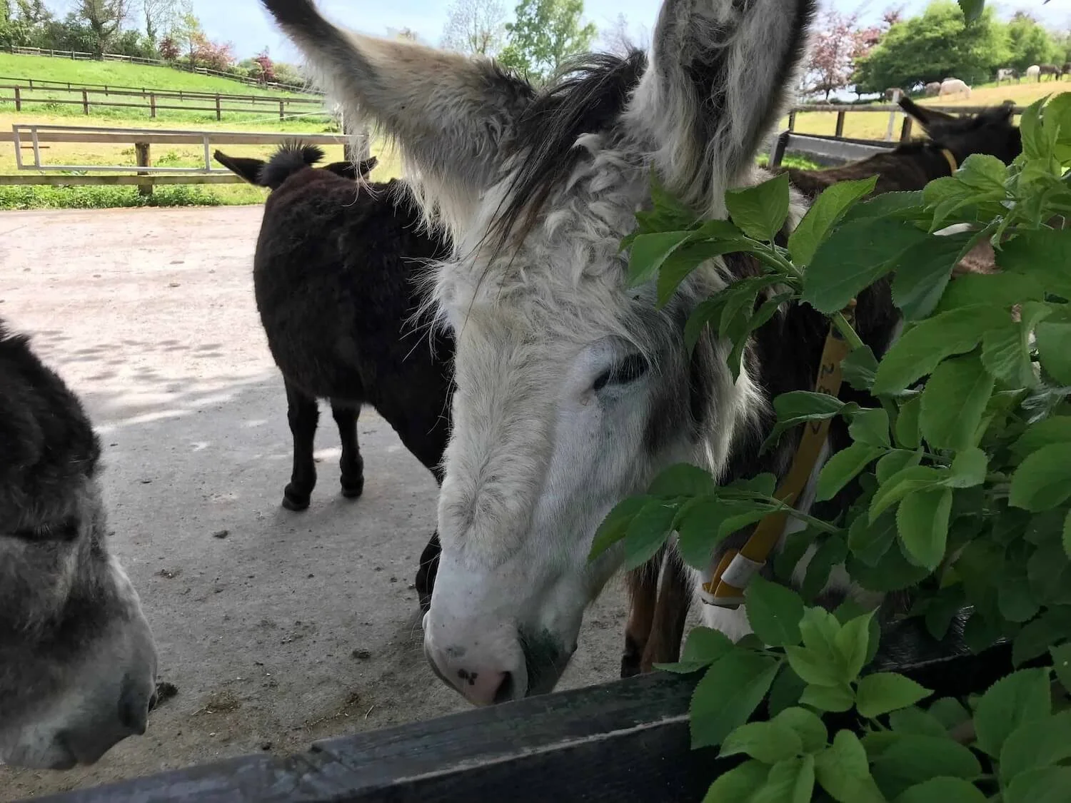 a gray donkey next to a green plant in a pasture