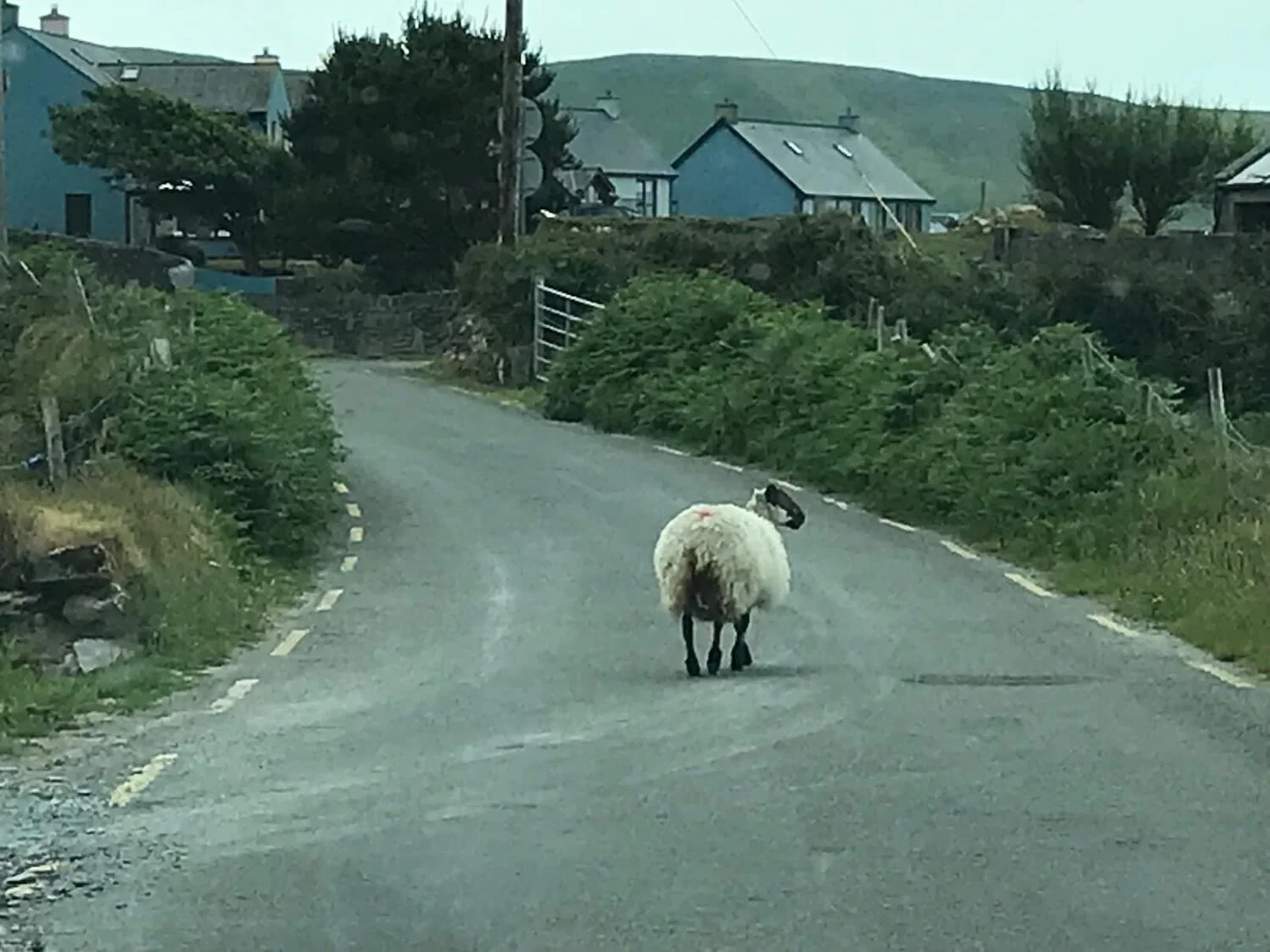 a sheep walking up a road toward irish homes