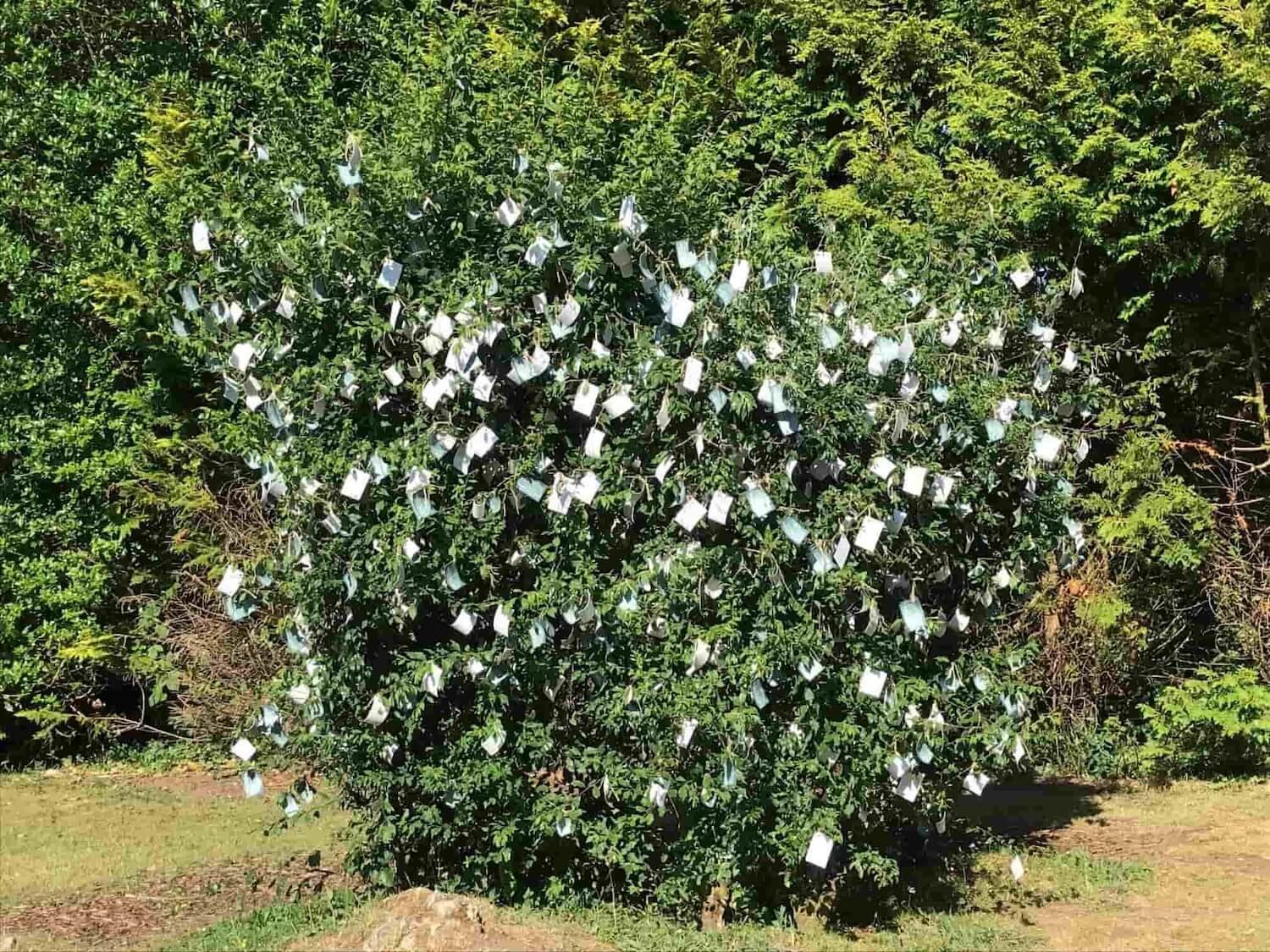 a hawthorn tree with pieces of white paper attached to it