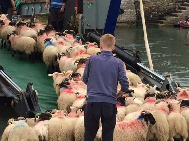 kid in blue shirt ushering sheep onto a boat in Ireland