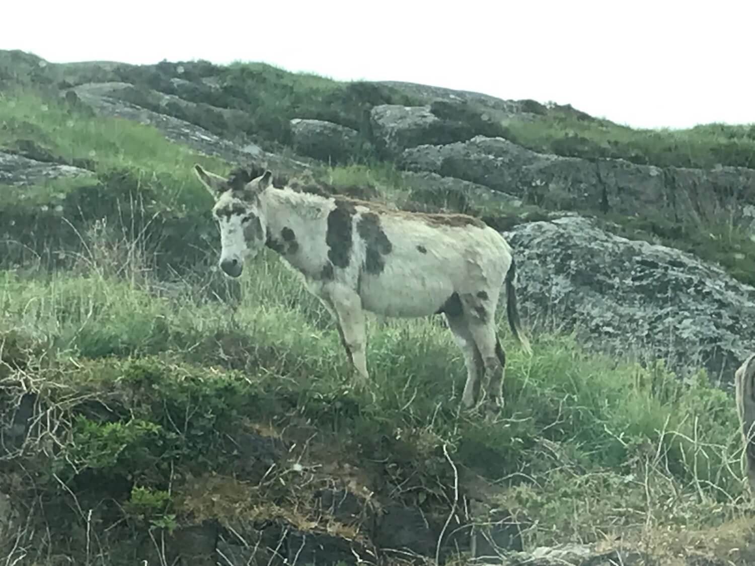 a white and brown donkey standing on a hillside with grass and large stones