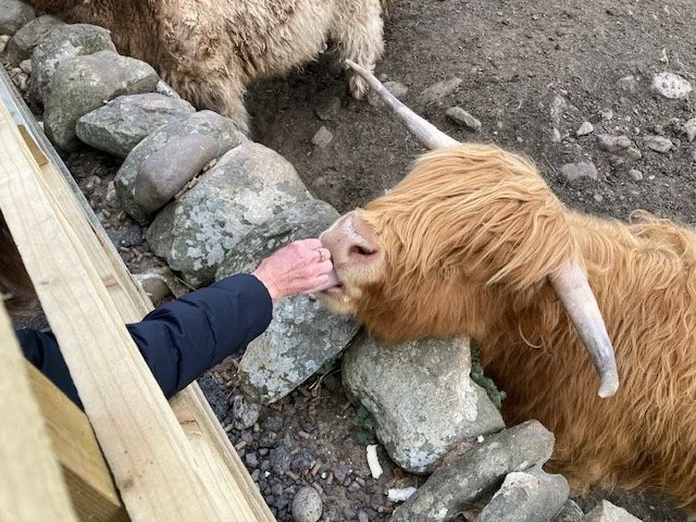 an arm going through a wooden fence feeding a Highland Coos cow with shaggy bangs and horns