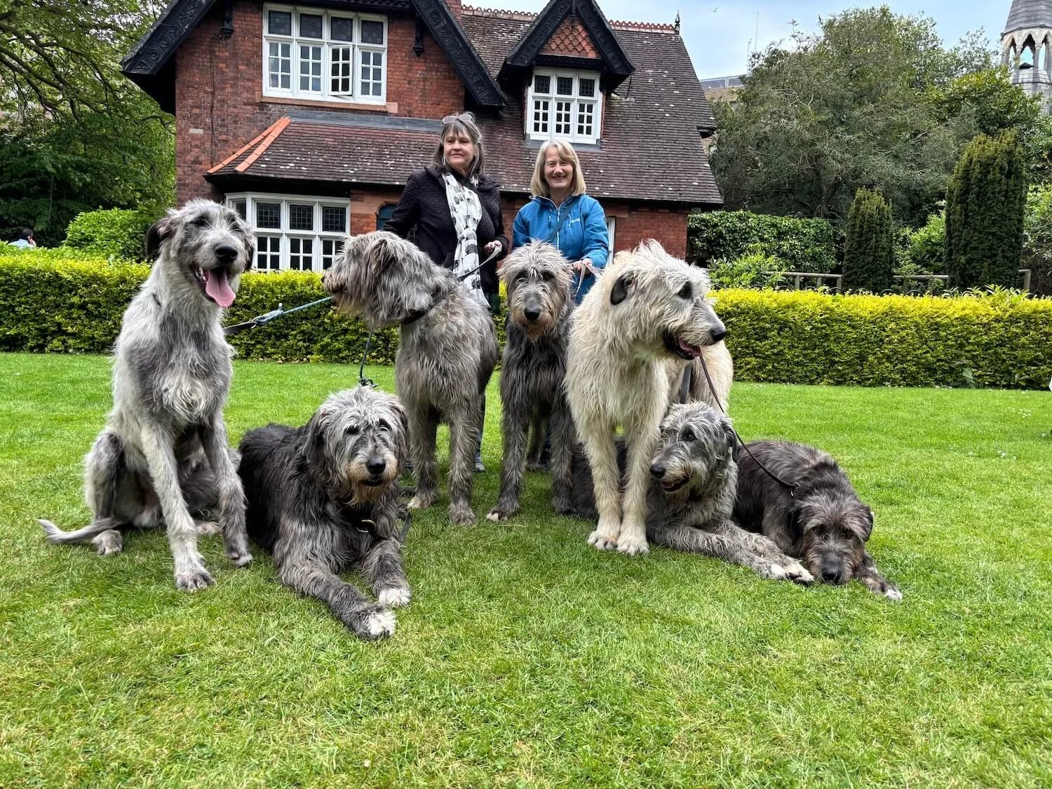 Seven giant Irish Wolfhounds posing with Erin and her friend Jan in Dublin