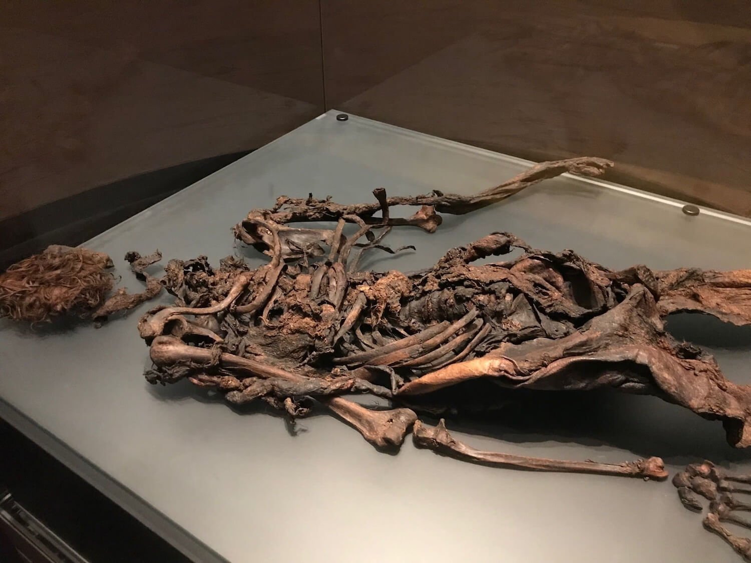 skeletal remains of an irish bog body laying on a display table