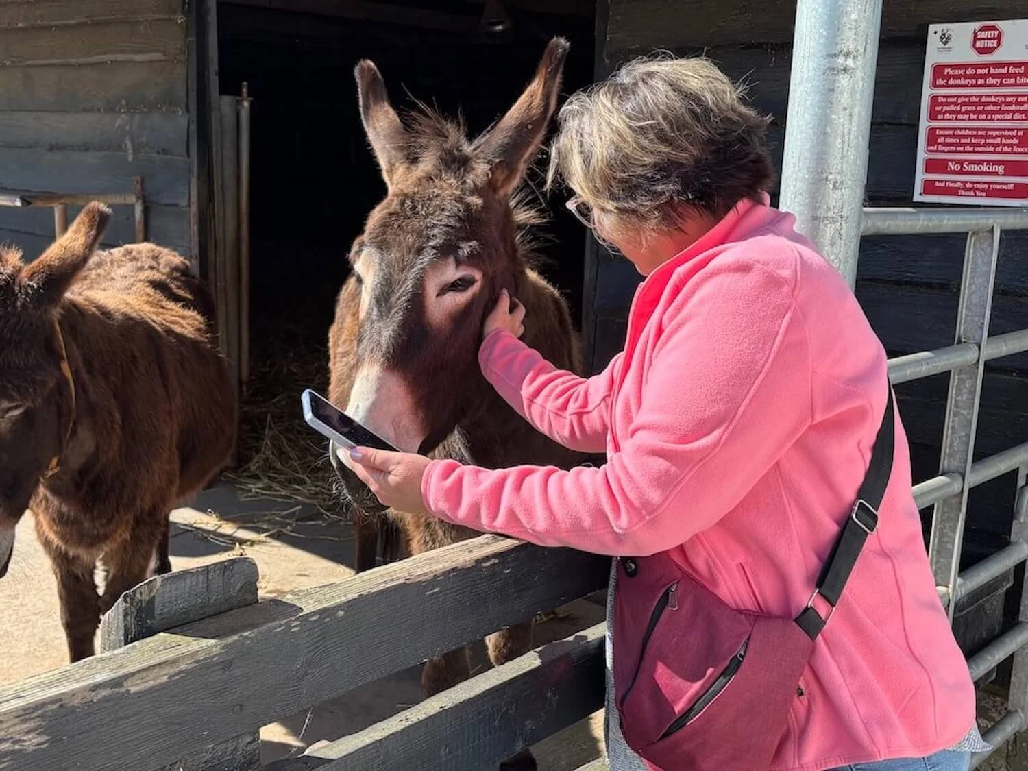 Traveler Judy petting opne of the donkeys at the donkey sanctuary in Ireland