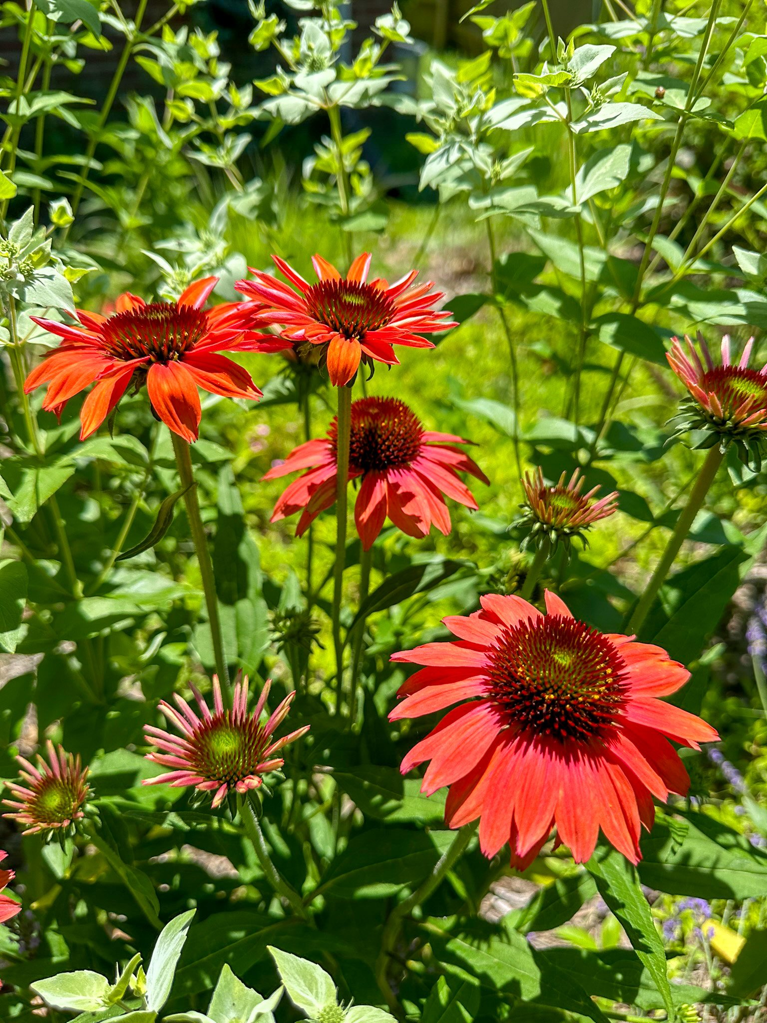 echinacea purpurea_4.jpg