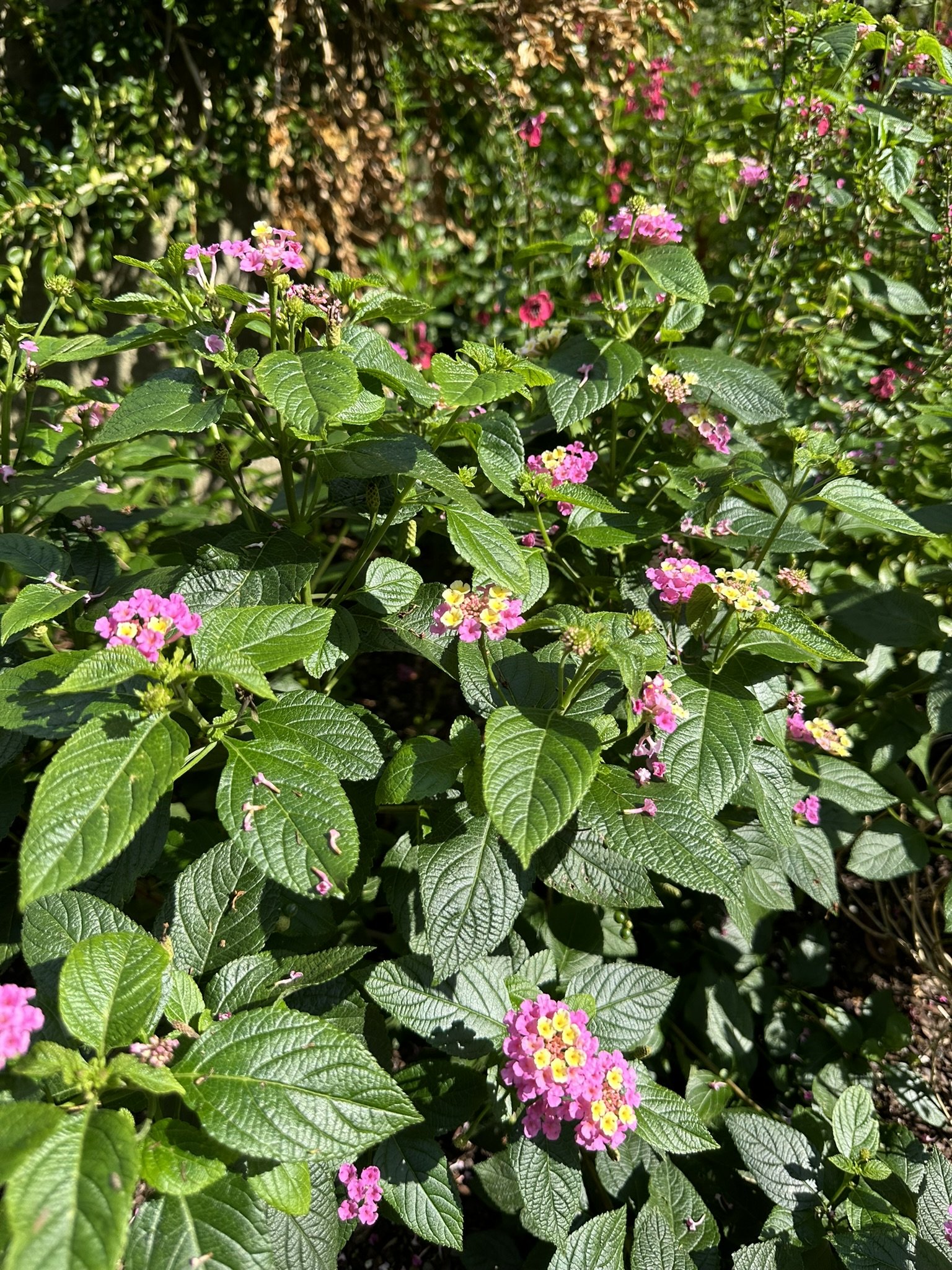 lantana camera_10.JPEG