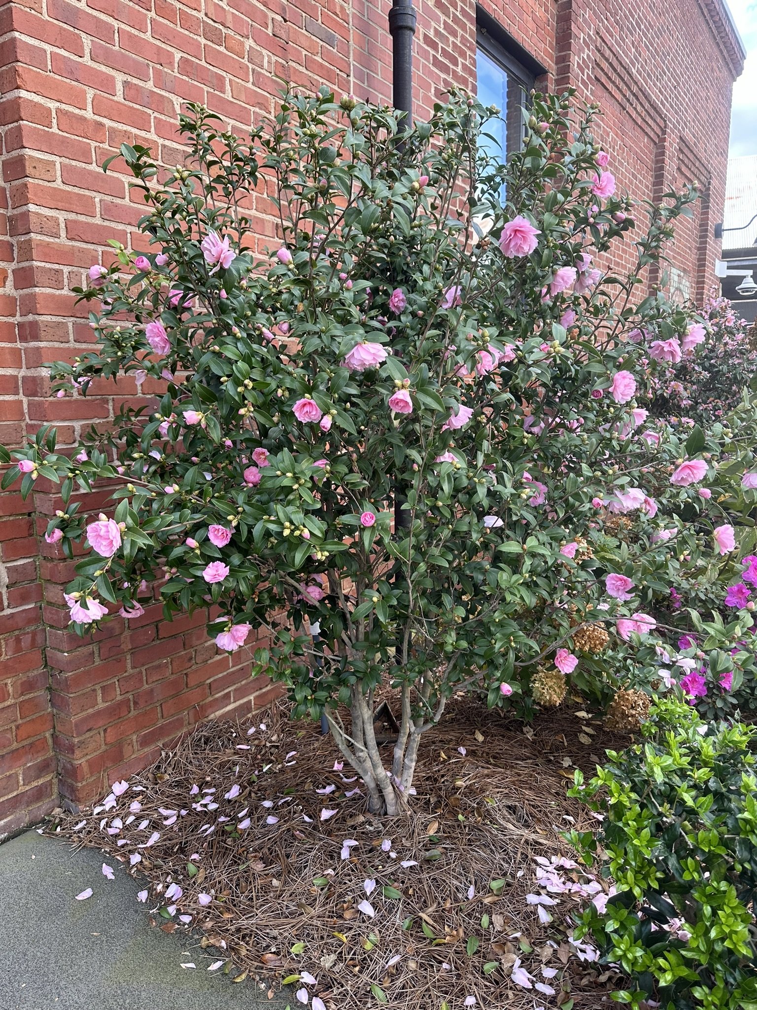 camellia sasanqua_6.JPEG