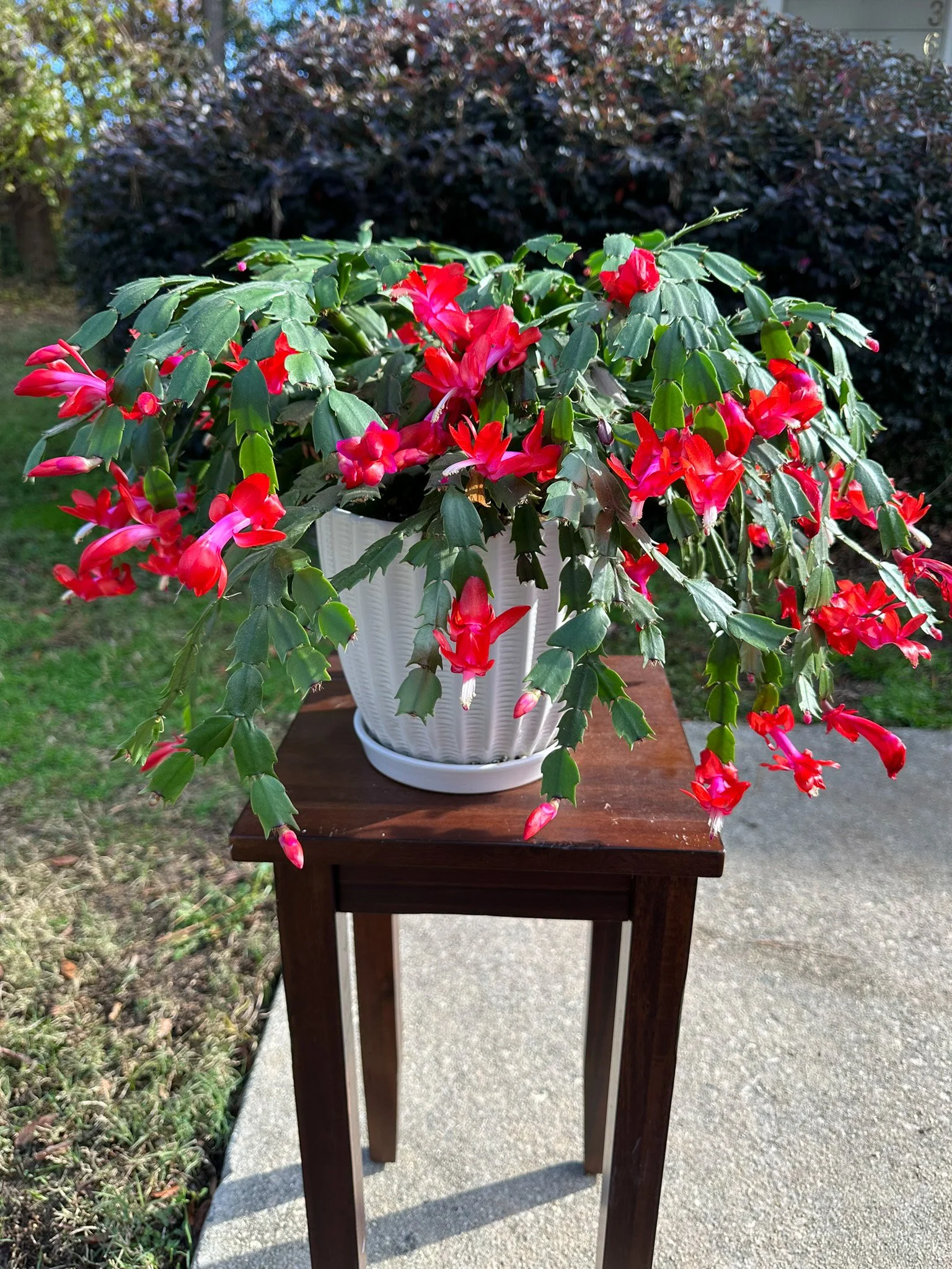 thumbnail image 2 of Christmas Cactus Starter Plant – 'Gold Butterfly' Schlumbergera Truncata – Well-Rooted & Healthy 2 of 3