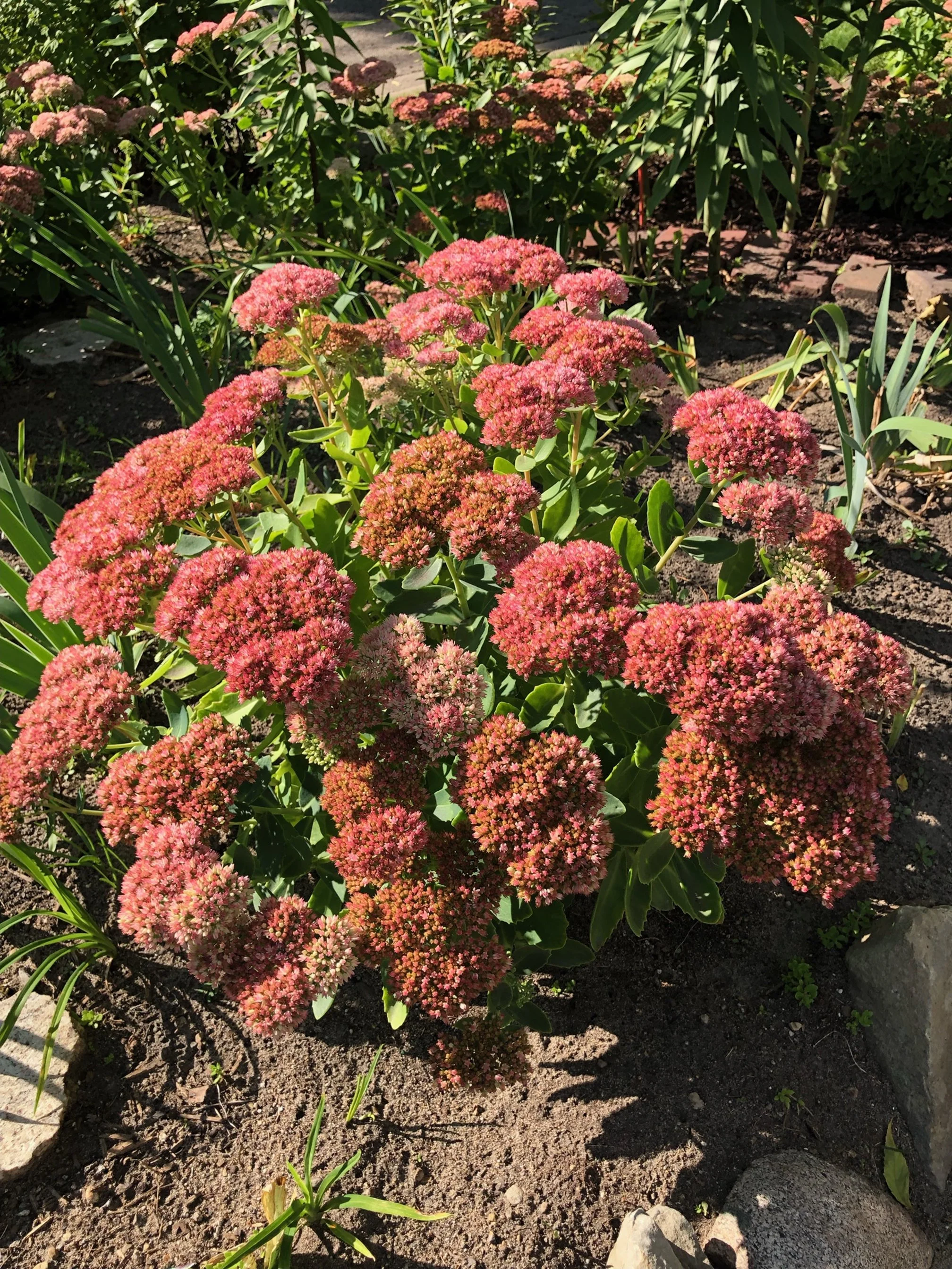 sedum spectabile_3.jpeg