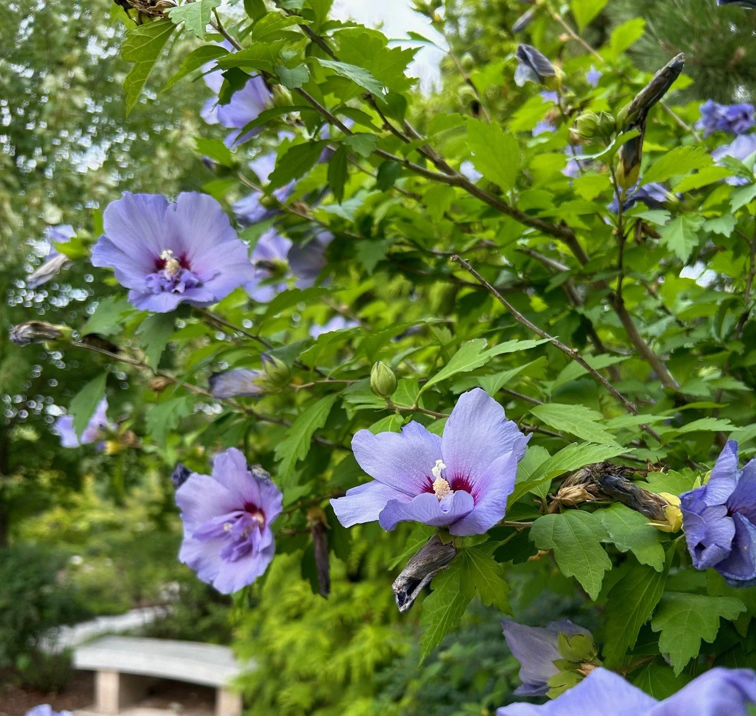hibiscus syriacus_1.jpeg