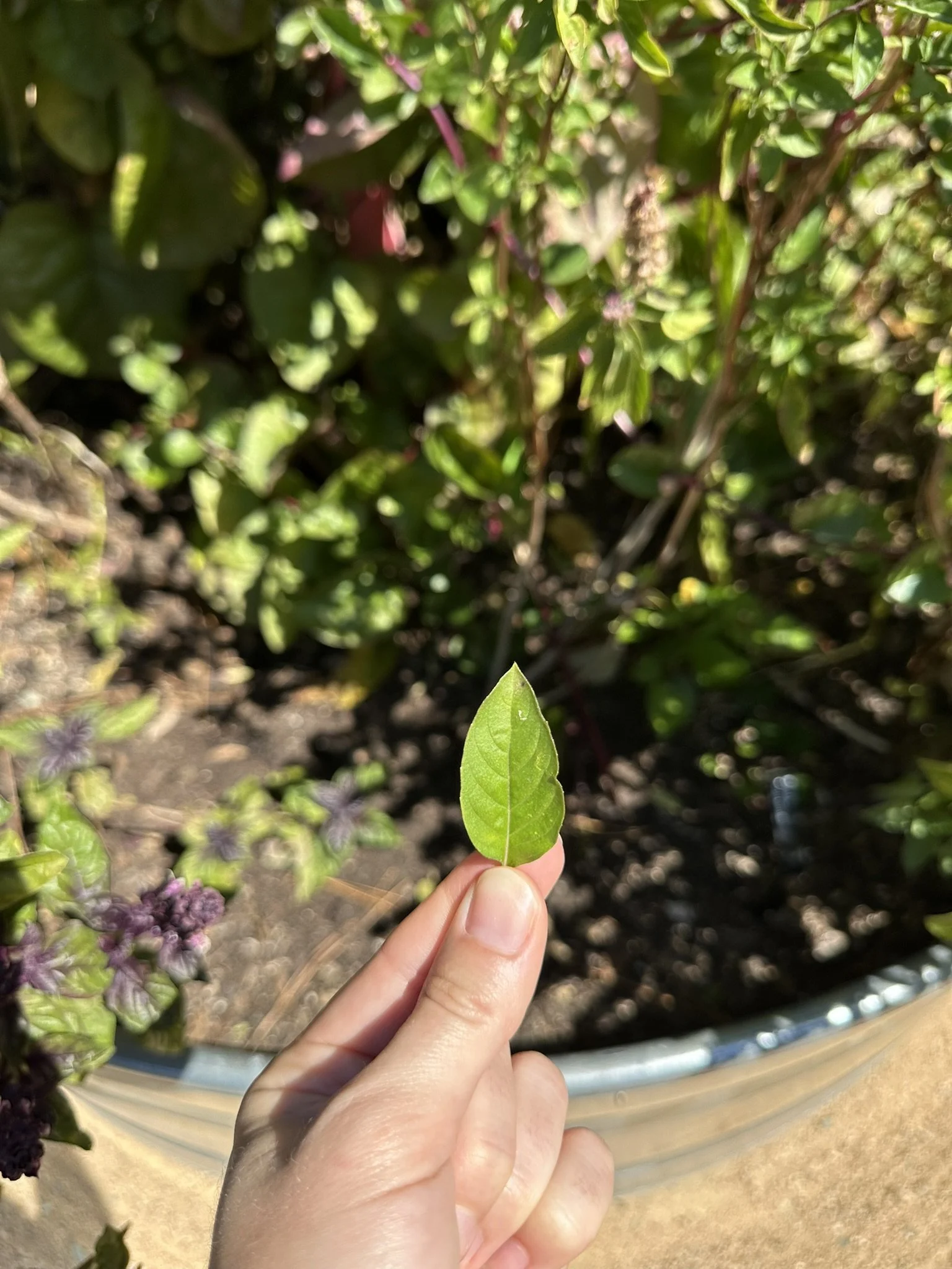 ocimum basilicum_4.JPEG