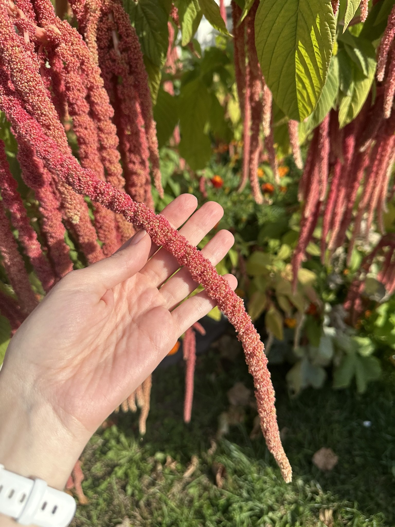 amaranthus caudatus_2.JPEG