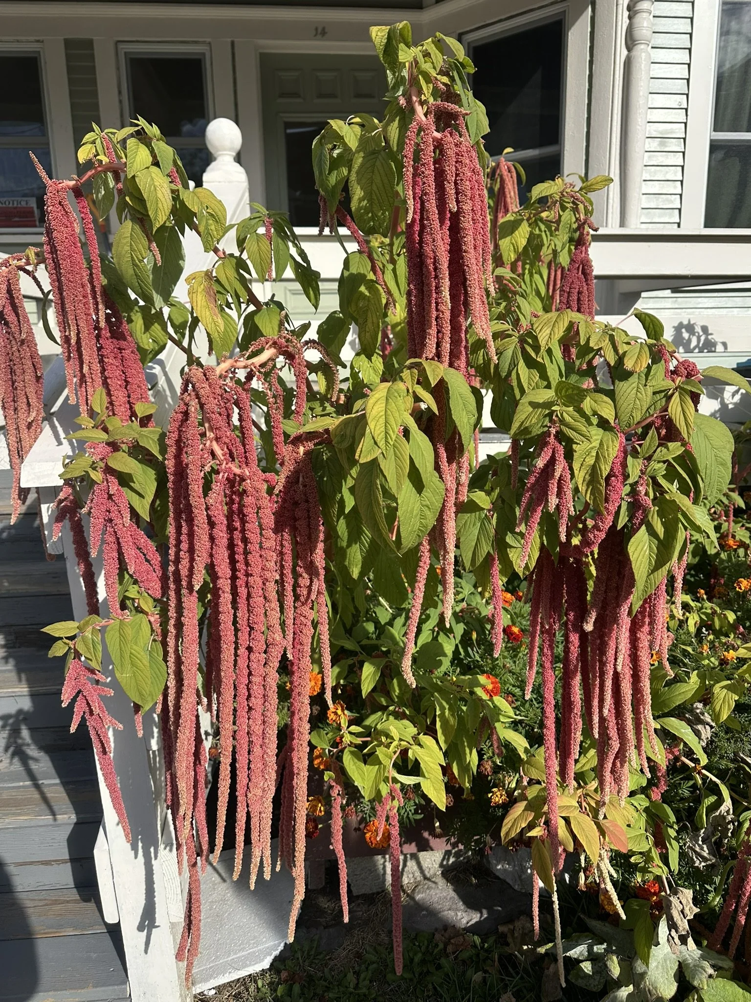 amaranthus caudatus_3.JPEG