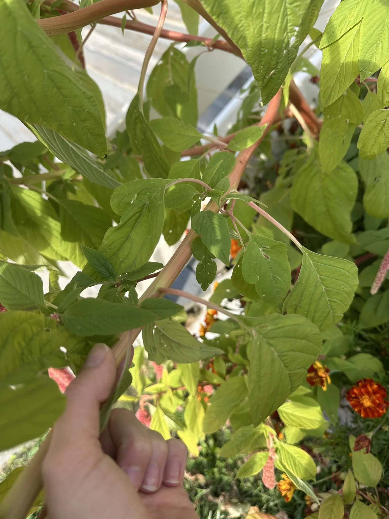 amaranthus caudatus_7.JPEG