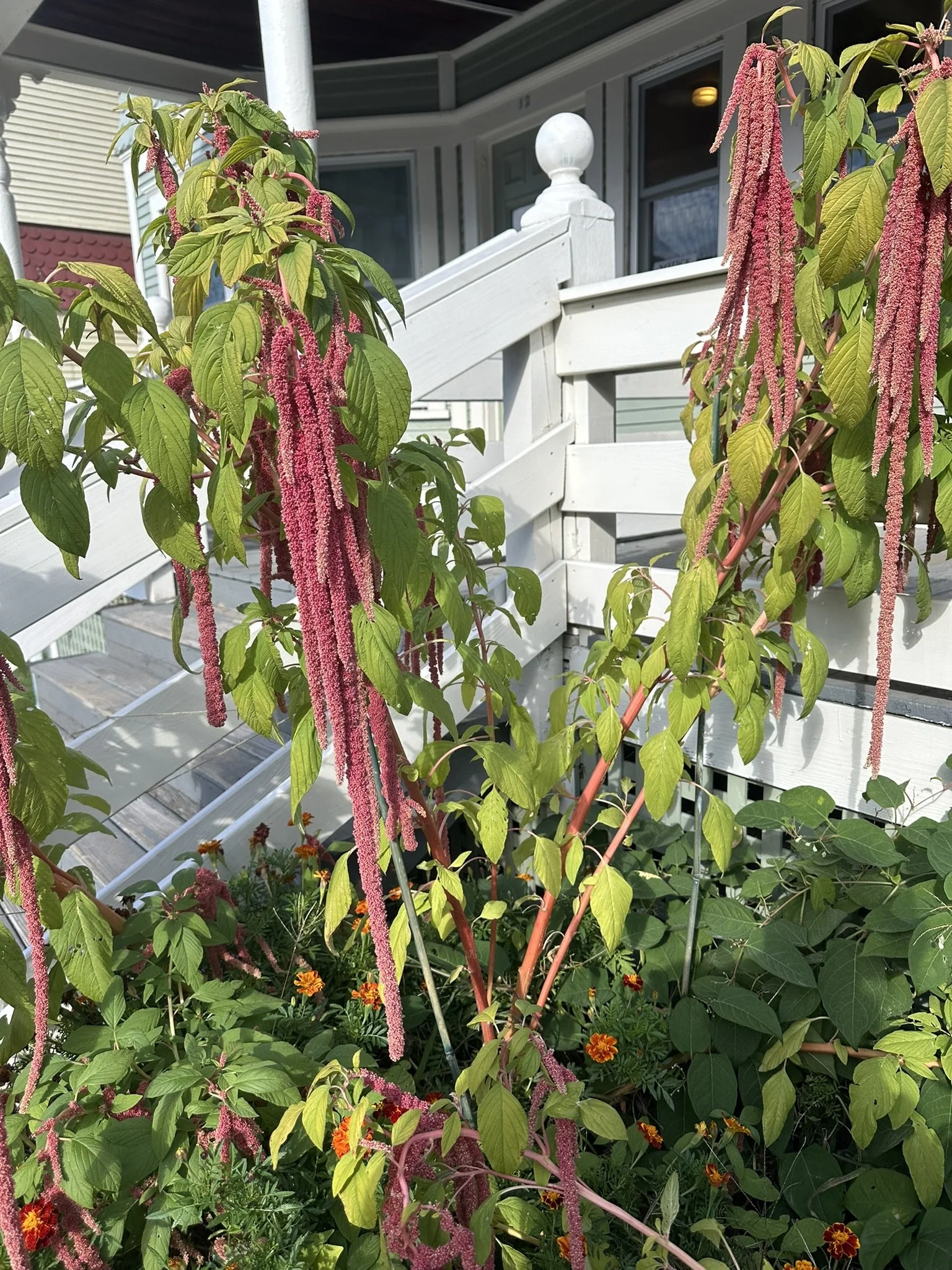 amaranthus caudatus_6.JPEG