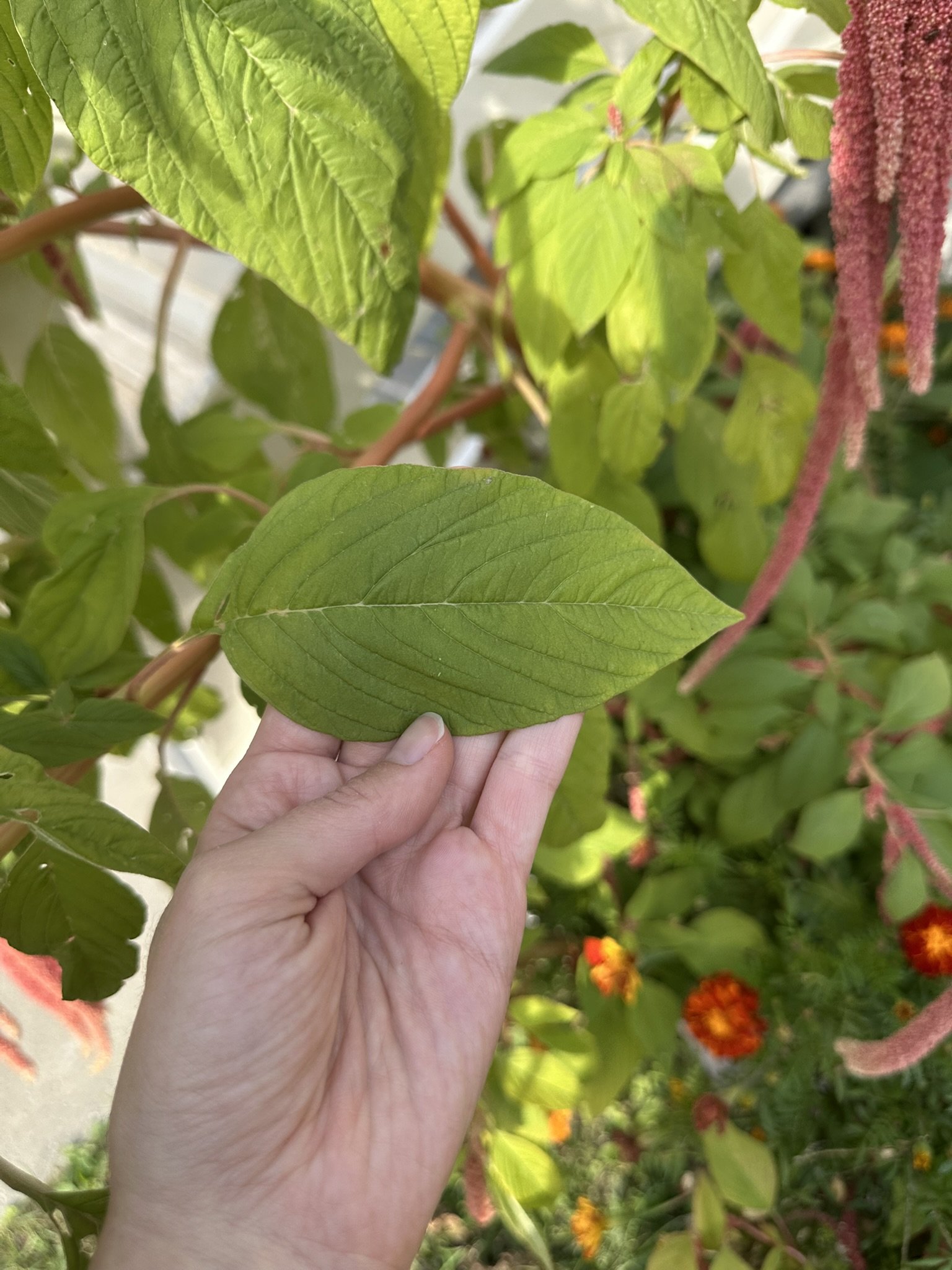 amaranthus caudatus_8.JPEG