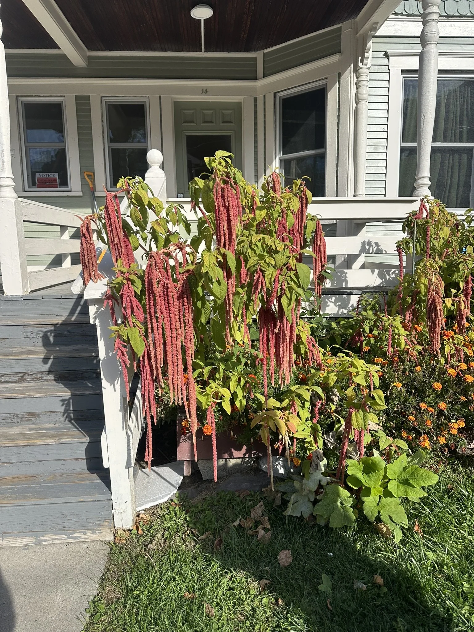 amaranthus caudatus_1.JPEG