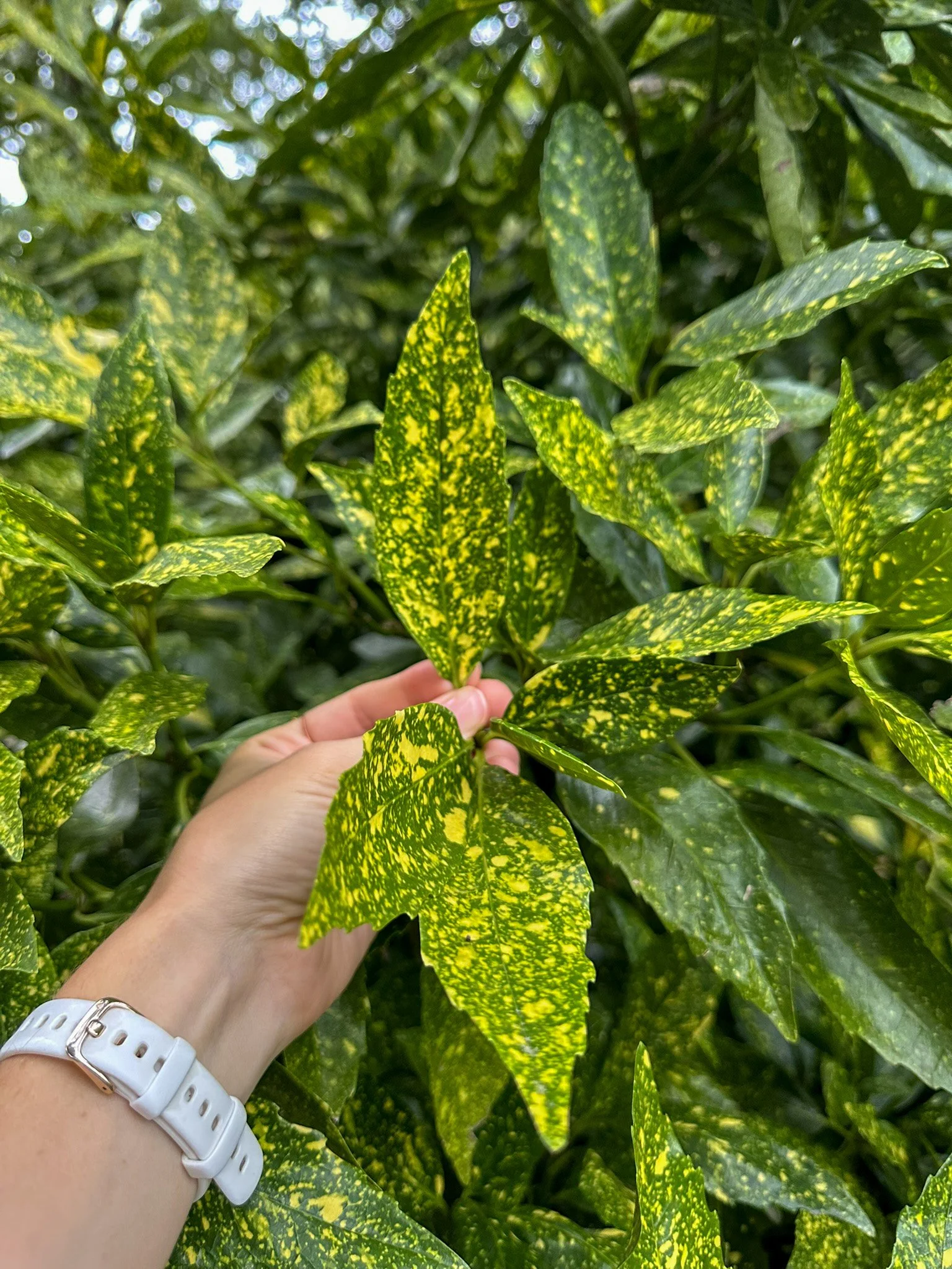 aucuba japonica_4.jpg