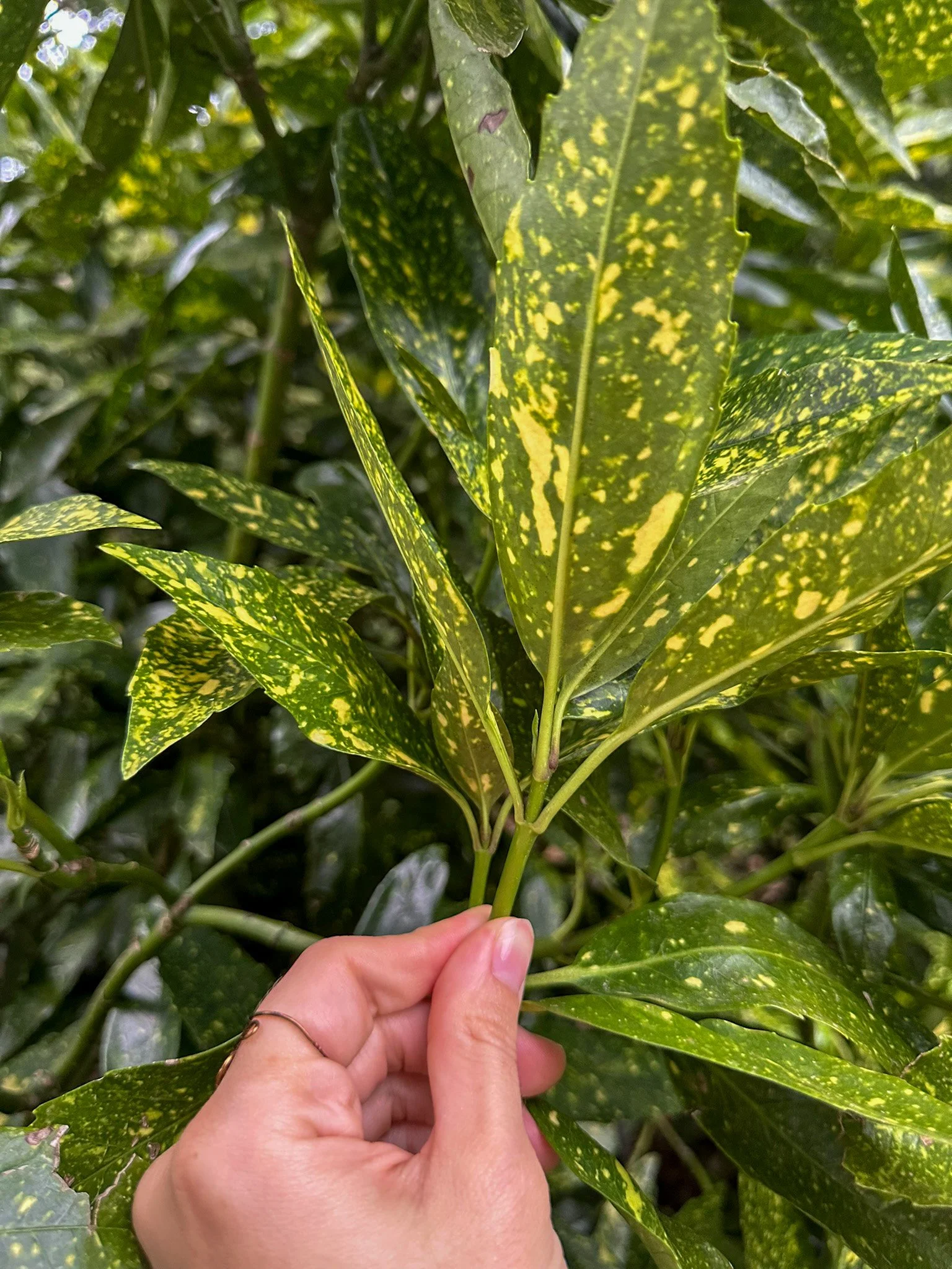 aucuba japonica_5.jpg