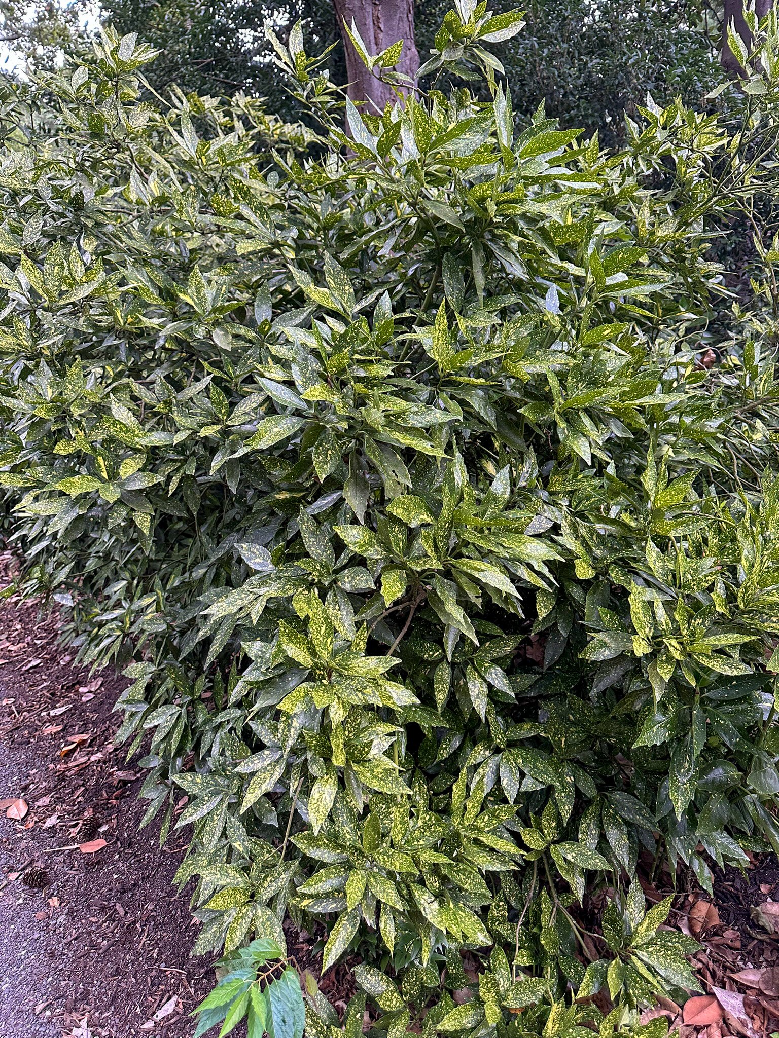 aucuba japonica_1.jpg