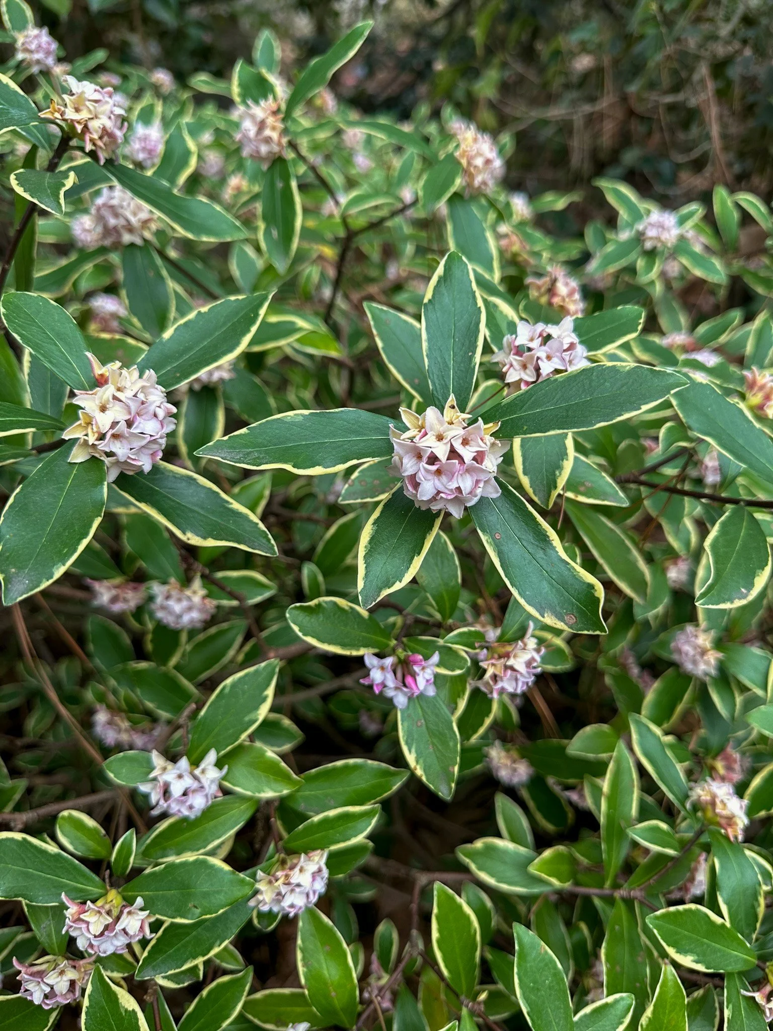 Meet the Winter Daphne