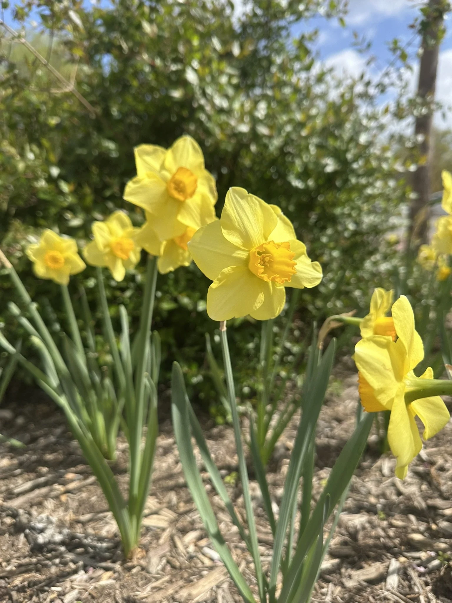 narcissus_7.JPEG