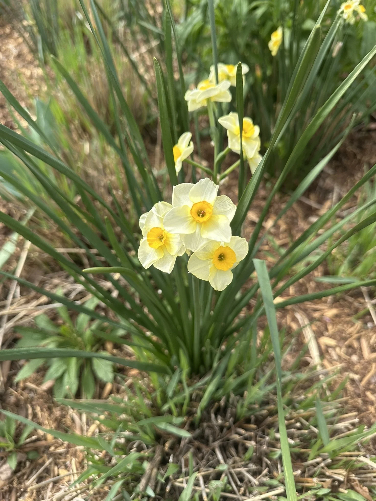 narcissus_6.JPEG