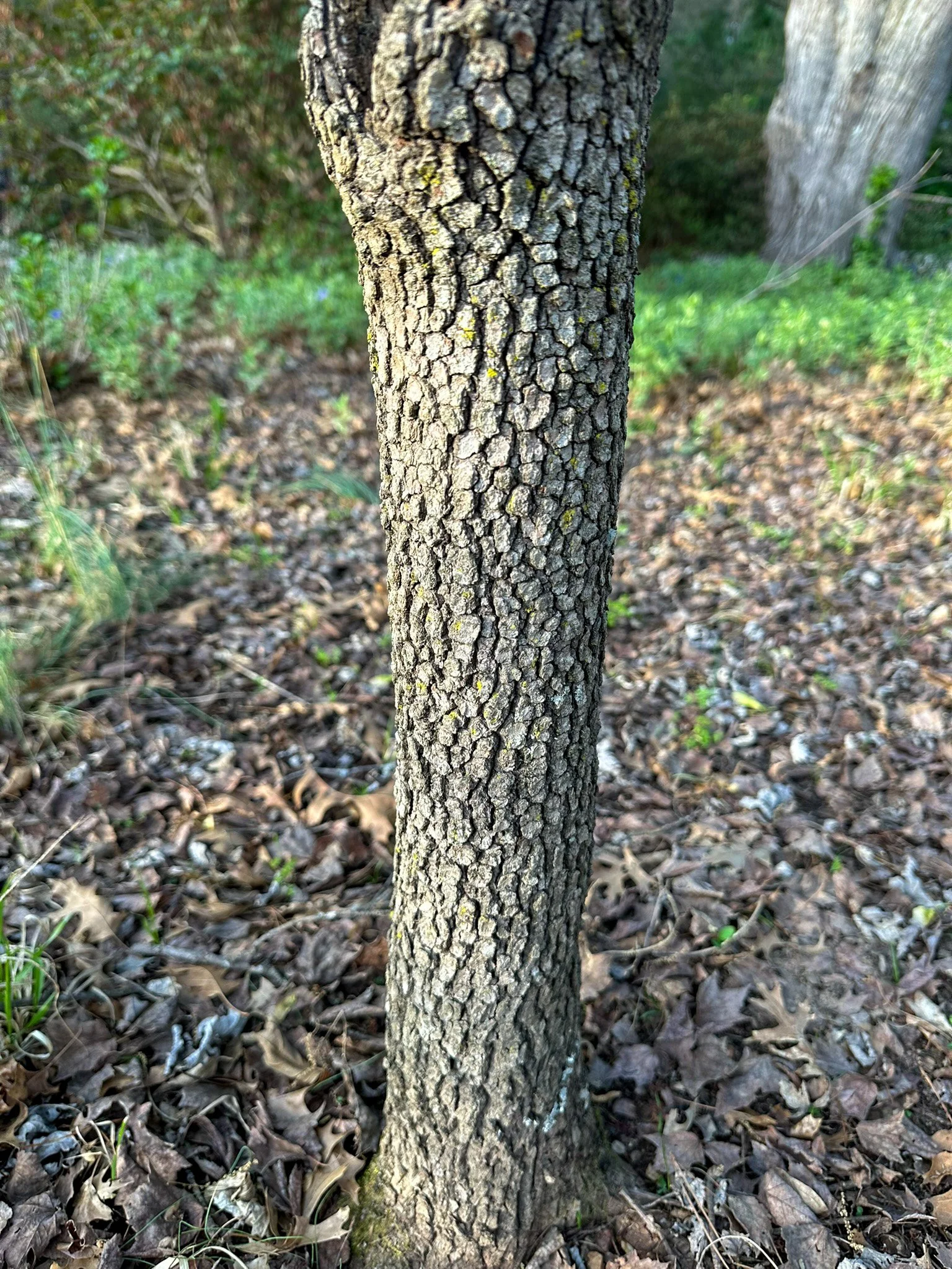 cornus florida_8.jpg
