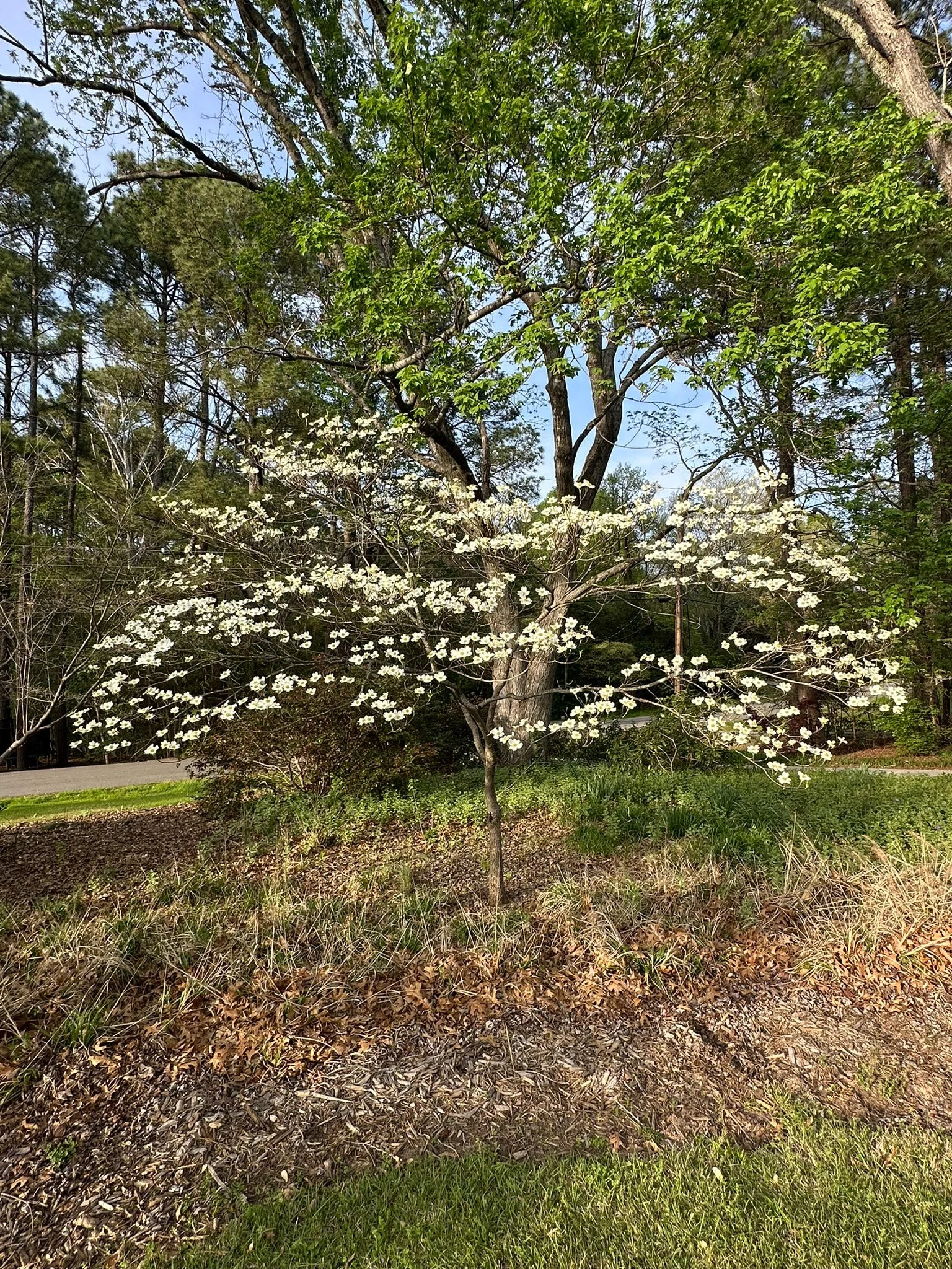 cornus florida_1.jpg