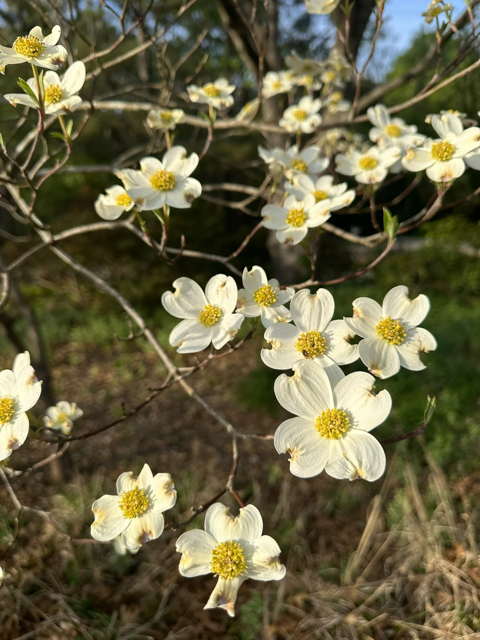 cornus florida_2.jpg