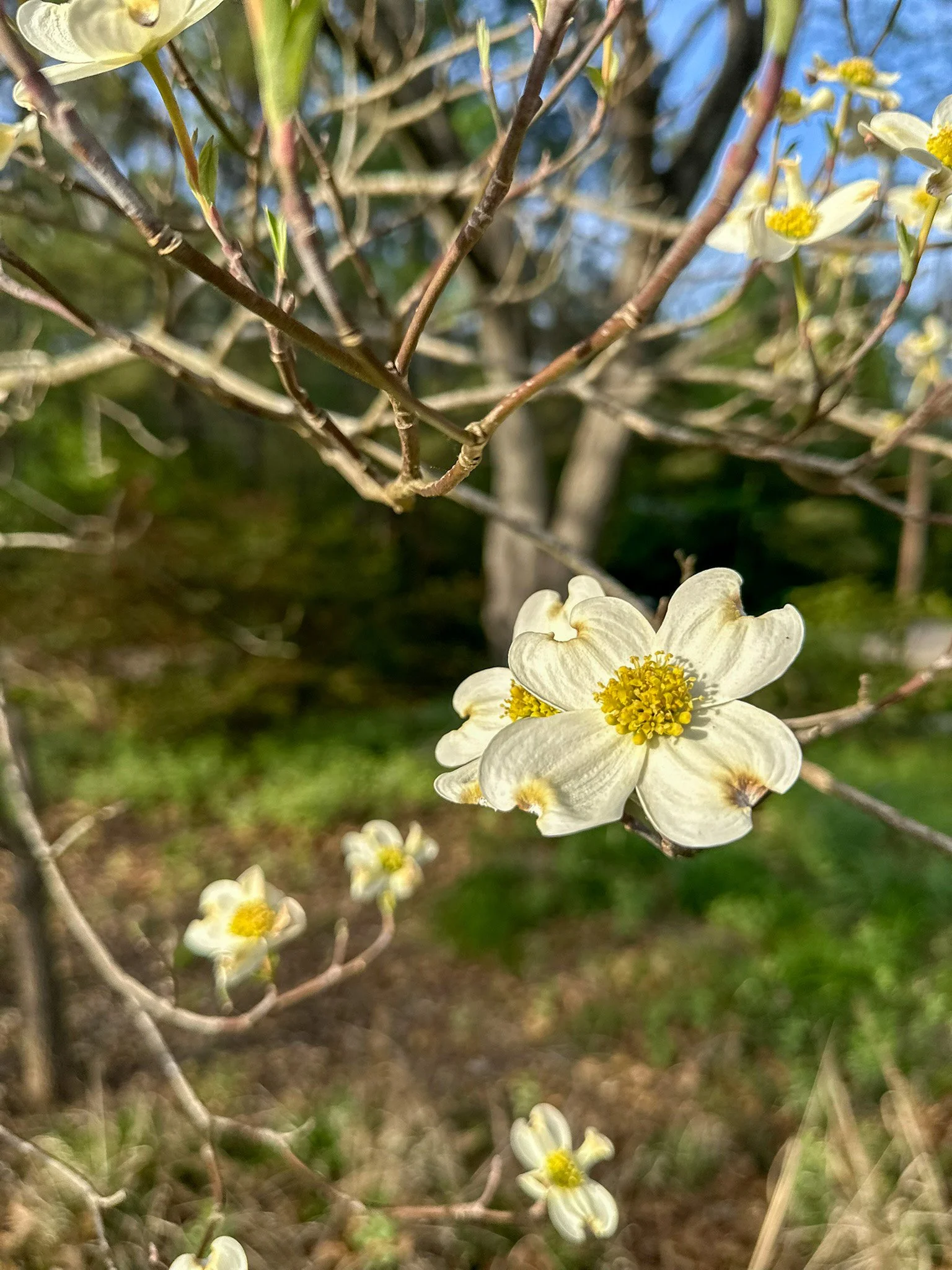 Meet the Flowering Dogwood