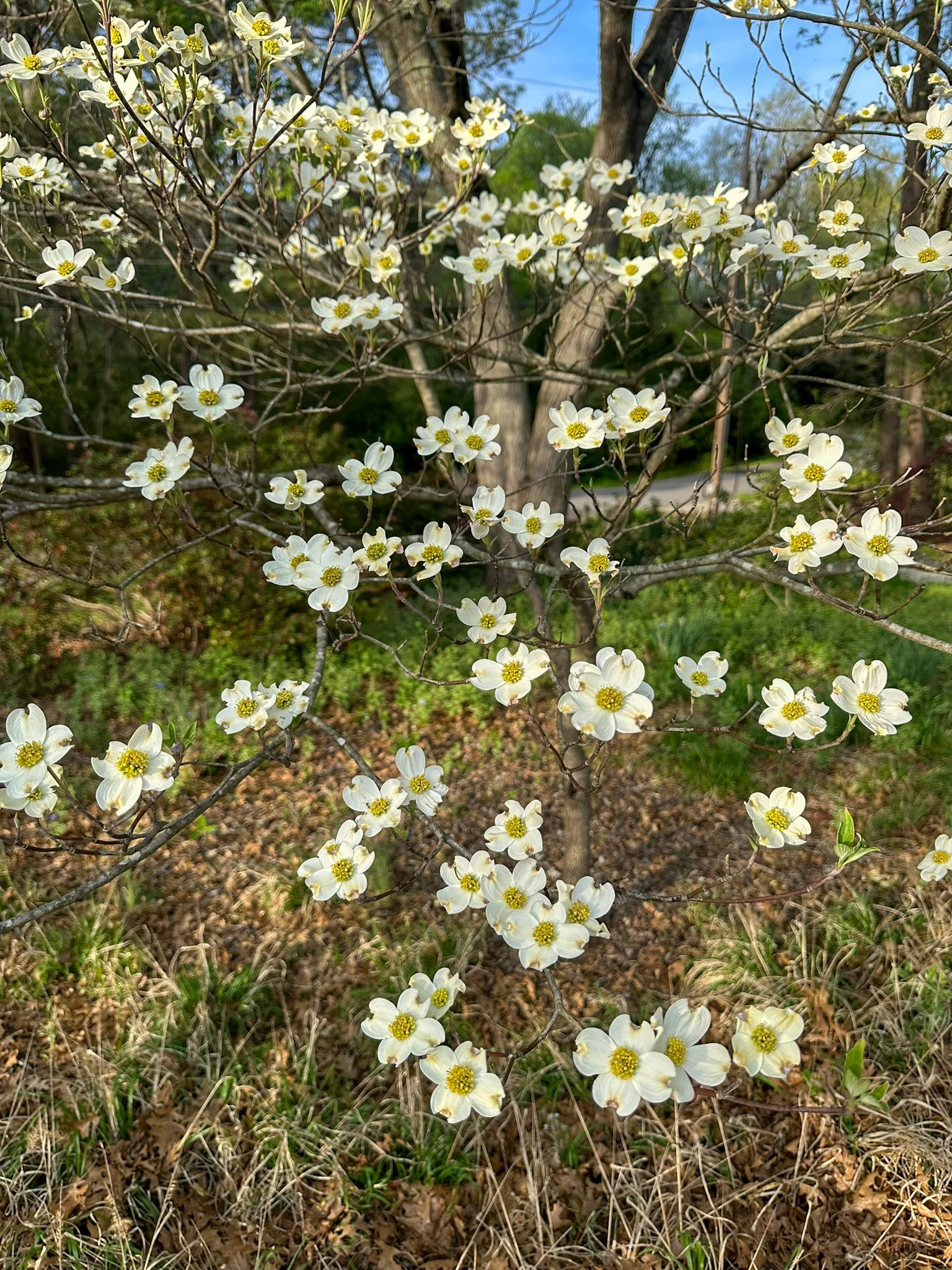 cornus florida_4.jpg