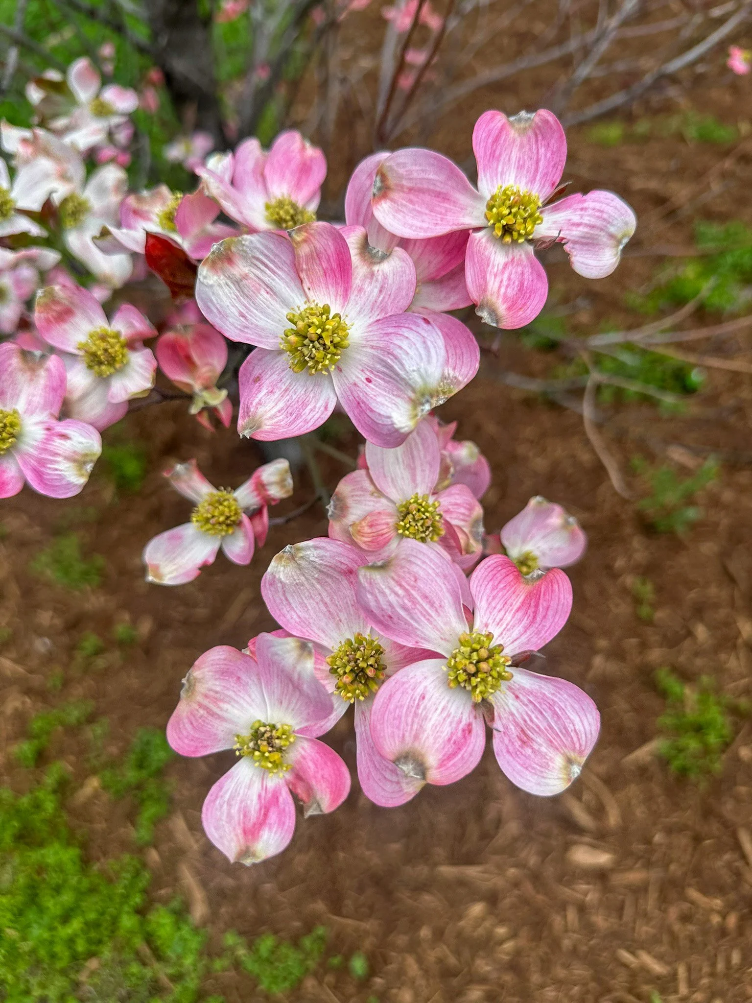 cornus florida_5.jpg