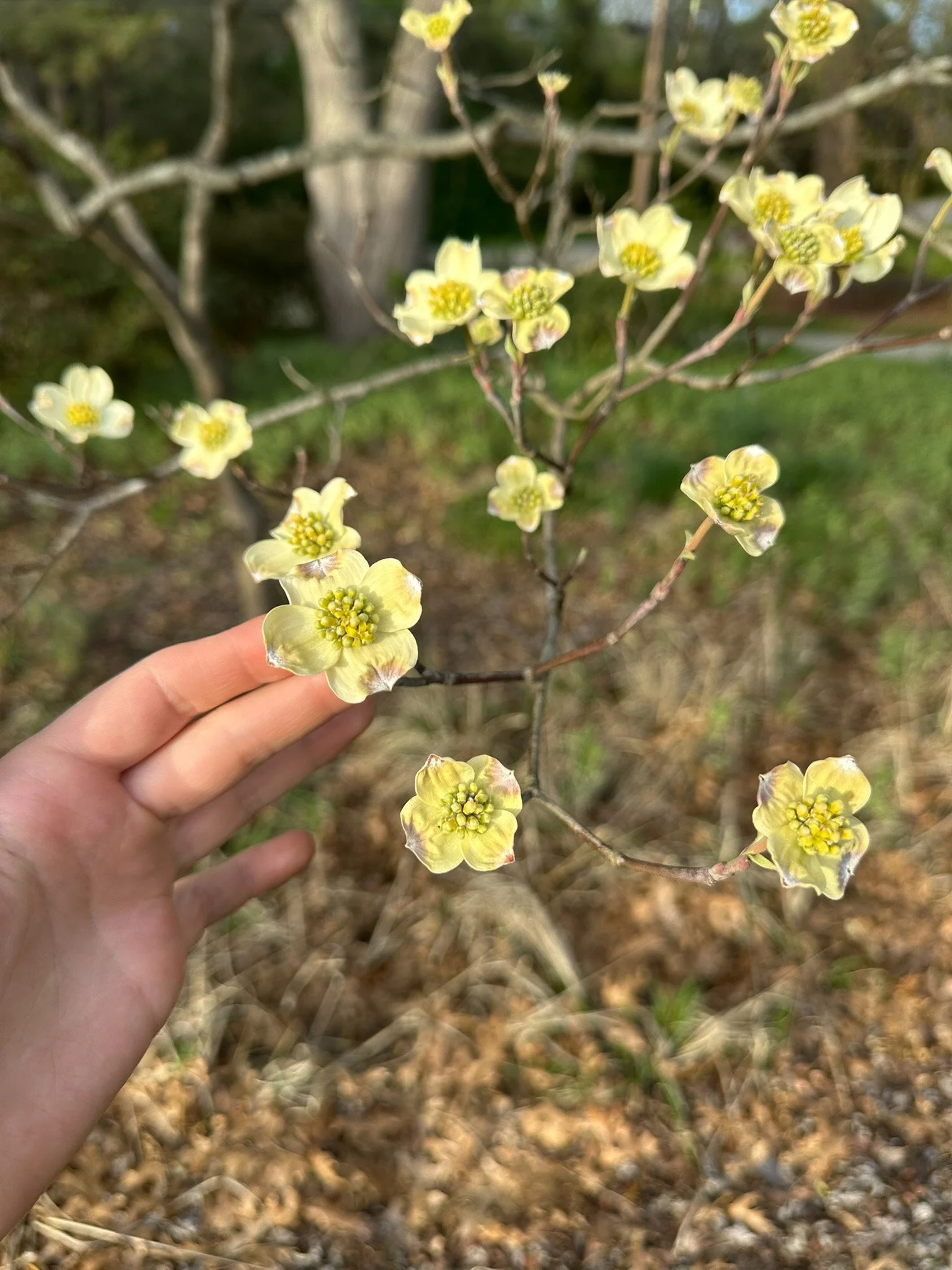 cornus florida_6.jpg