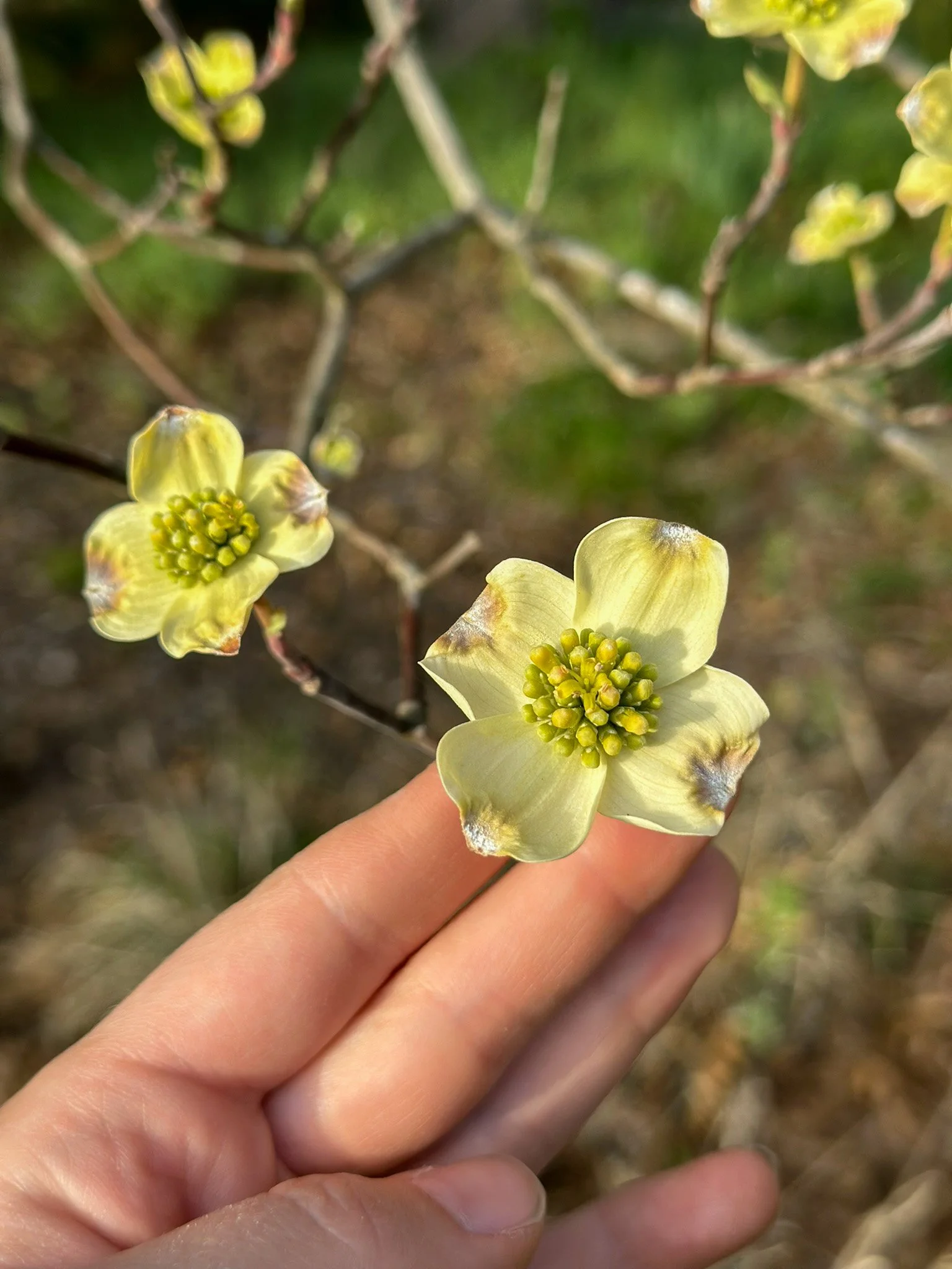 cornus florida_7.jpg